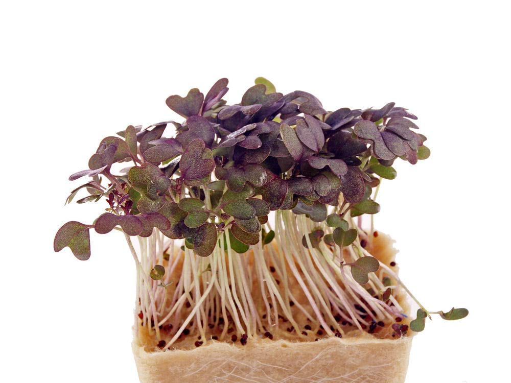 1750mg Ruby Streaks Mustard Seeds - Non-GMO, Sweet & Pungent Flavor for Salads, Pickling & Gourmet Cooking | Heirloom Microgreens Seeds for Home Gardeners