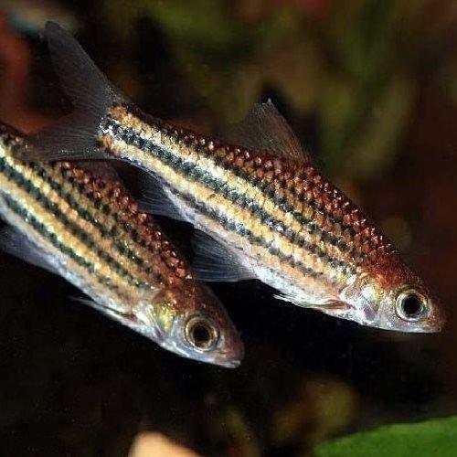 Striped Barb Fish (Desmopuntius pentazona) - Live Freshwater Aquarium Fish for Home & Office Tanks