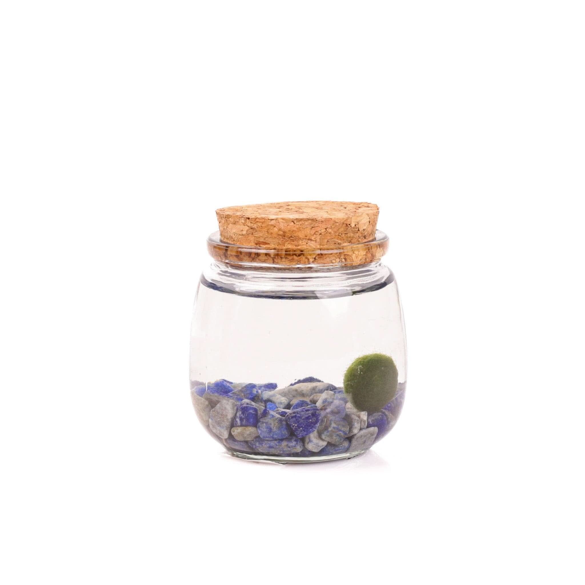 Chico Moss - Premium Preserved Moss for Home Decor, Terrariums & DIY Crafts | Natural Decorative Moss for Indoor Plants, Fairy Gardens & Floral Arrangements