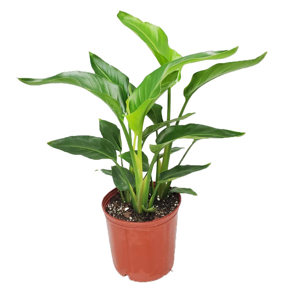 White Bird of Paradise Live Plant - 34
