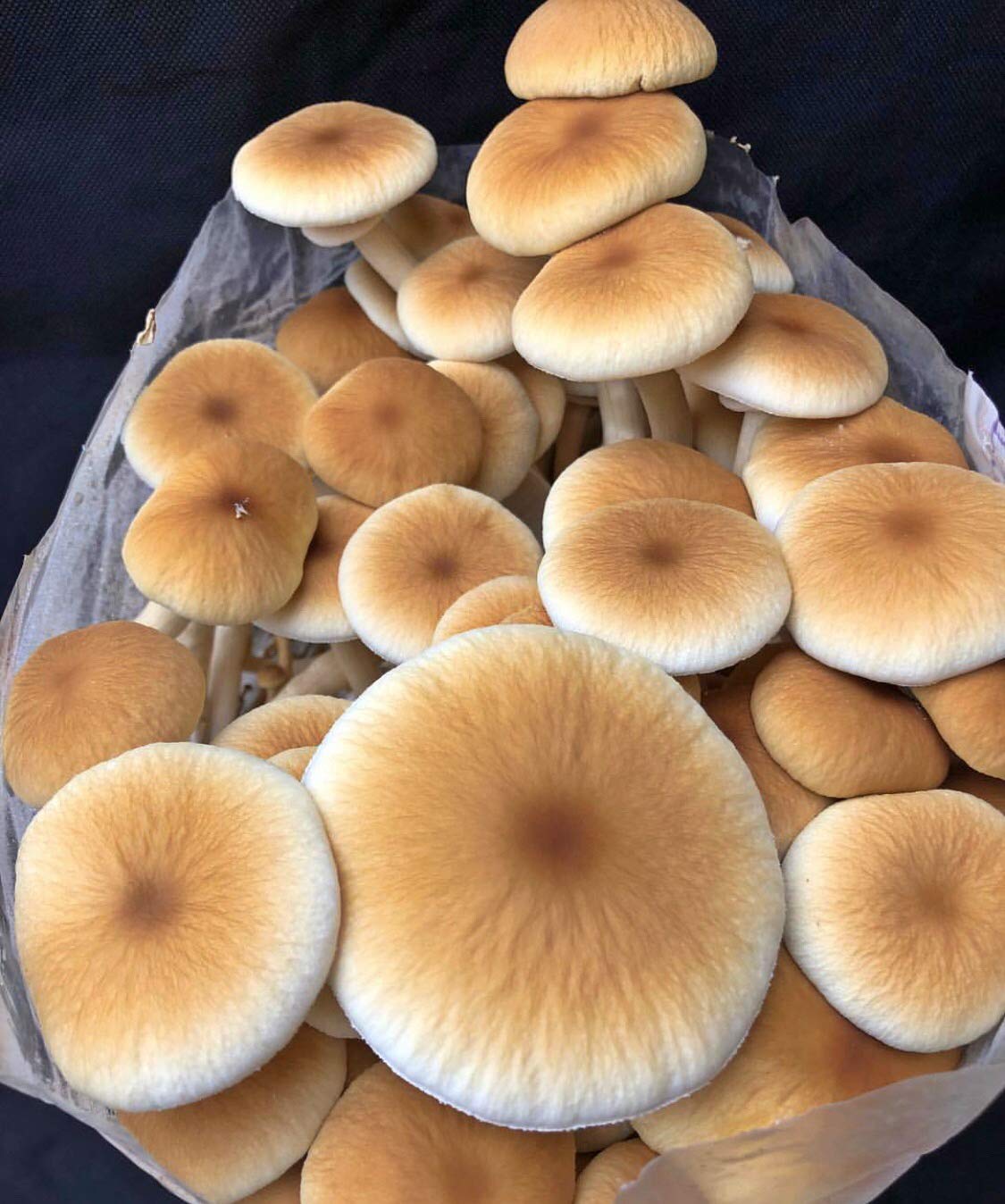 Premium 100% Soybean Hull Mushroom Substrate - 4 x 20lb Bags (80lbs Total) | Organic Mushroom Growing Medium for Oyster, Shiitake & Lion's Mane | Indoor/Outdoor Cultivation, Home Farming & Commercial Use