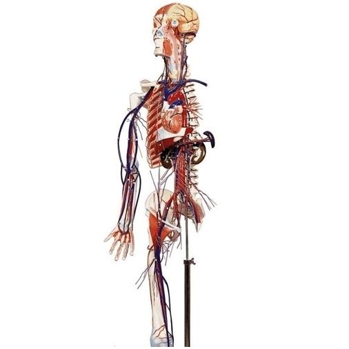 Full Figure Circulatory System with Half Skeleton - Human Anatomy Model for Medical Students, Doctors & Science Enthusiasts | Perfect for Classroom Demonstrations, Medical Training & Home Study