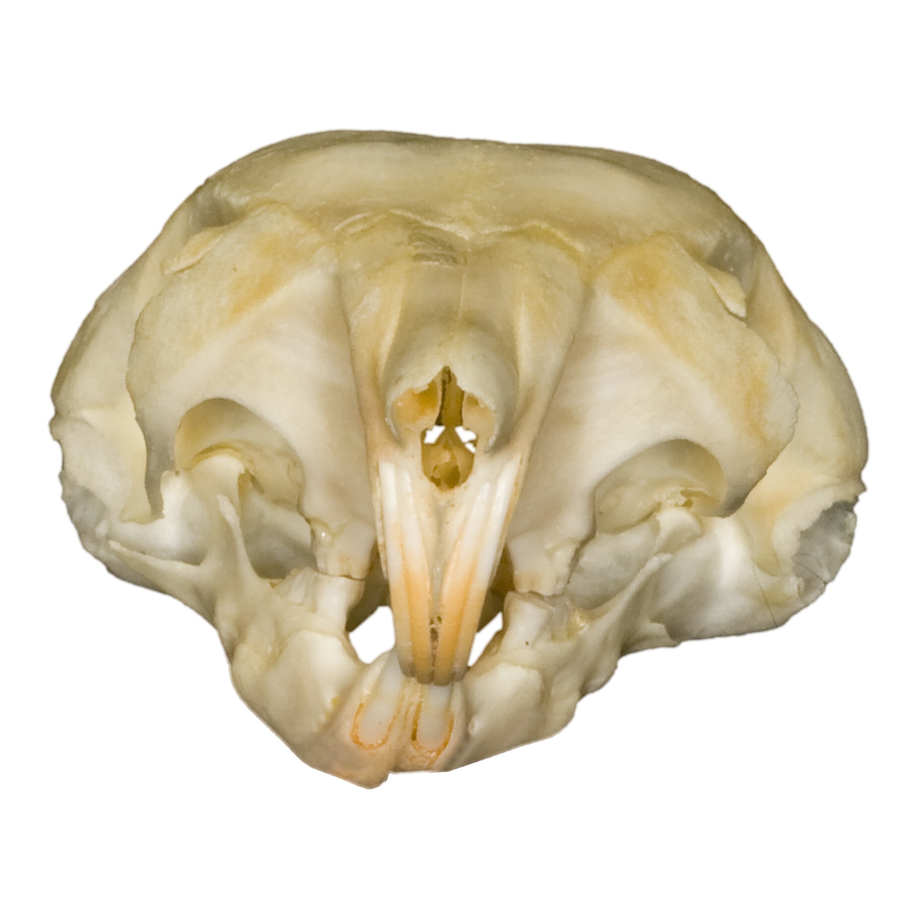 Authentic Kangaroo Rat Skull Specimen - Perfect for Science Classrooms, Biology Studies & Oddity Collectors | Educational Display, Taxidermy Art & Gothic Decor