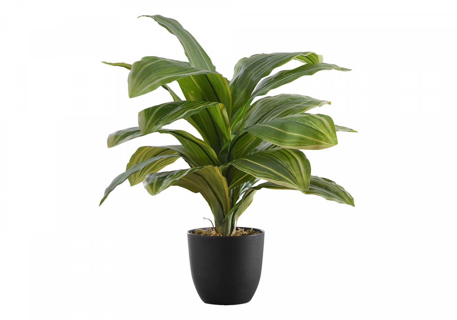 17 Inch Dracaena Plant in 4 Black Pots - Perfect for Home, Office, and Indoor Decor