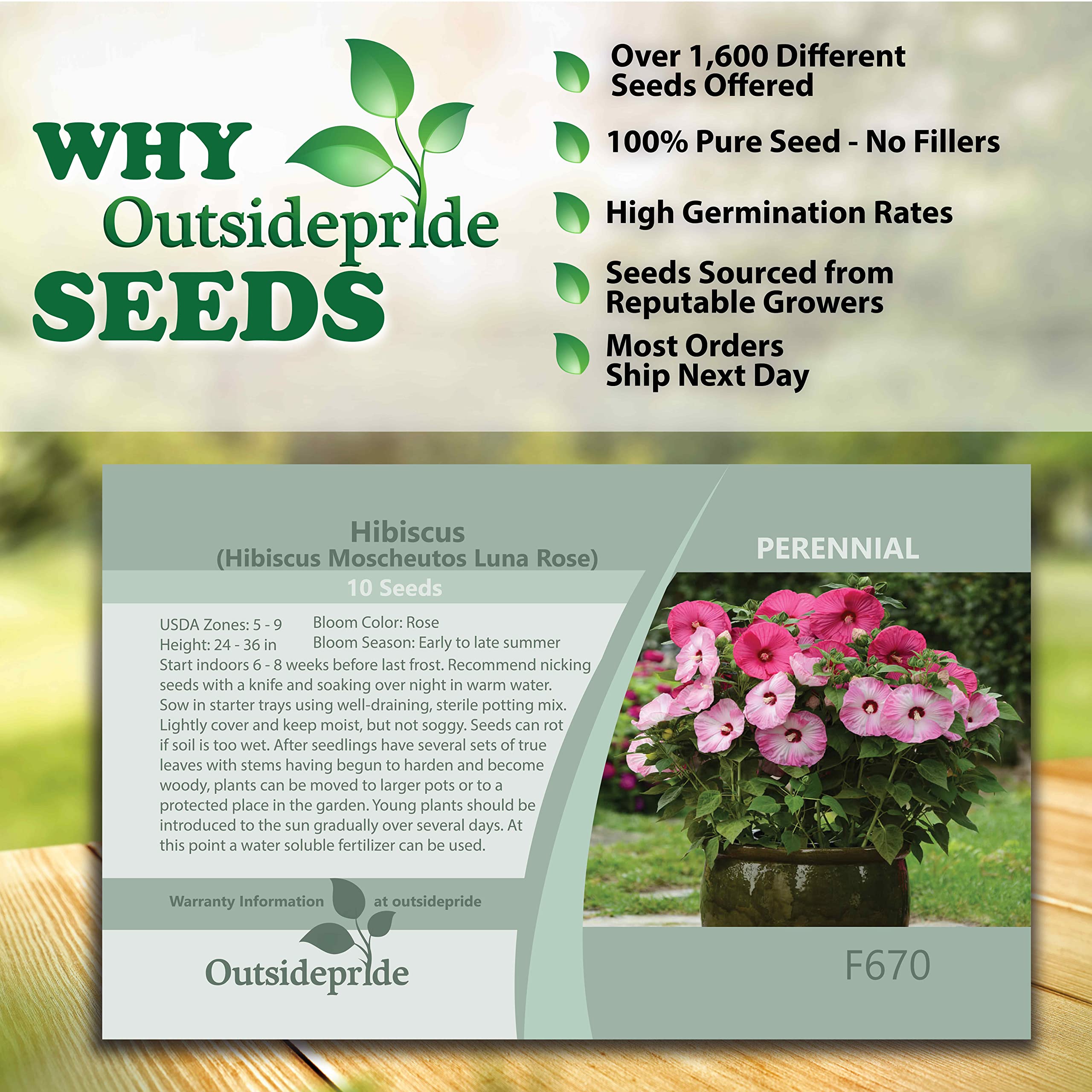 Outsidepride Perennial Hibiscus Luna Rose Flower Seeds - 10 Seeds for Planting, Gardening & Landscaping - Attracts Butterflies & Hummingbirds