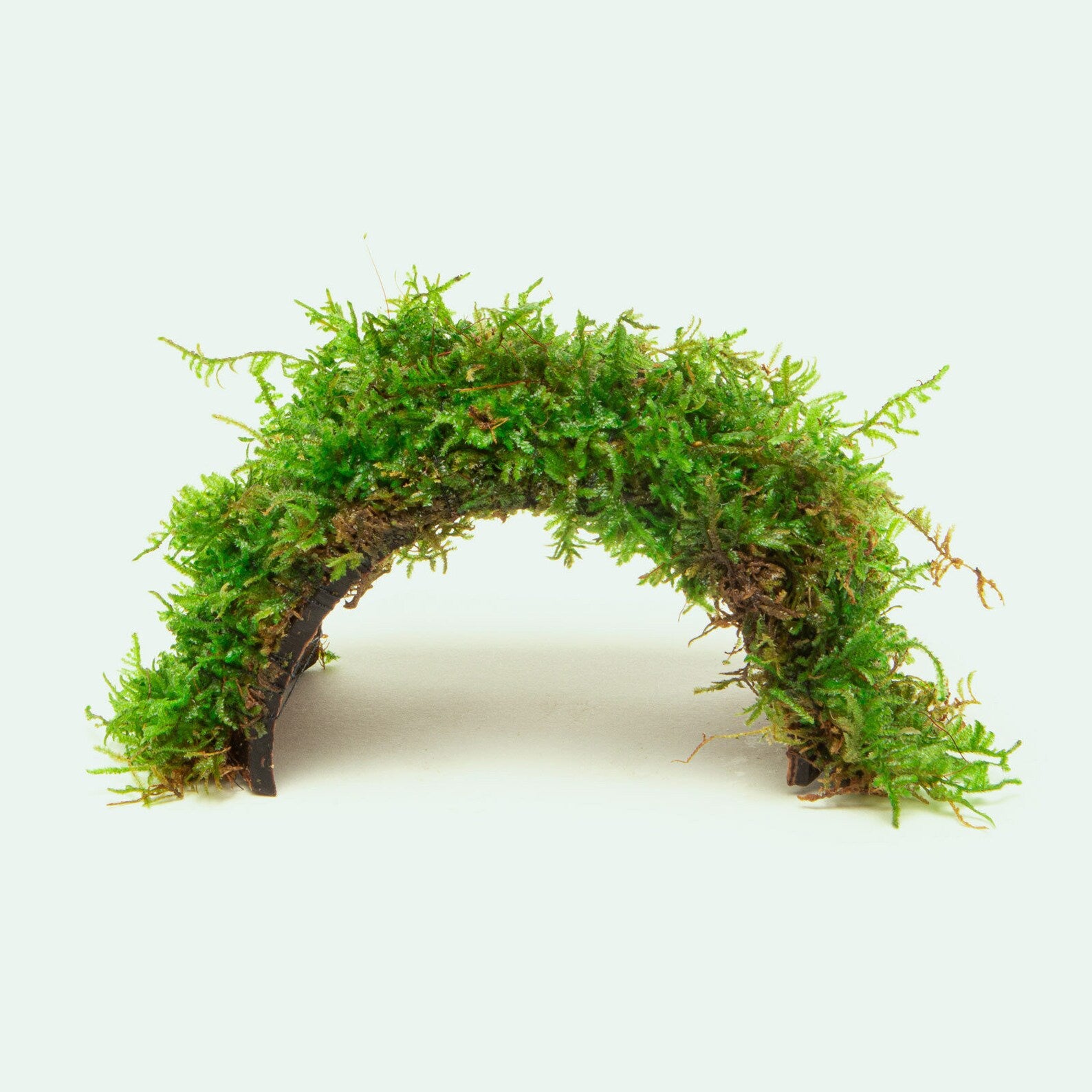 Christmas Moss Bridge Aquarium Decor - Natural Aquatic Plant for Fish Tank, Terrarium & Aquascaping | Perfect for Shrimp, Betta & Nano Tanks
