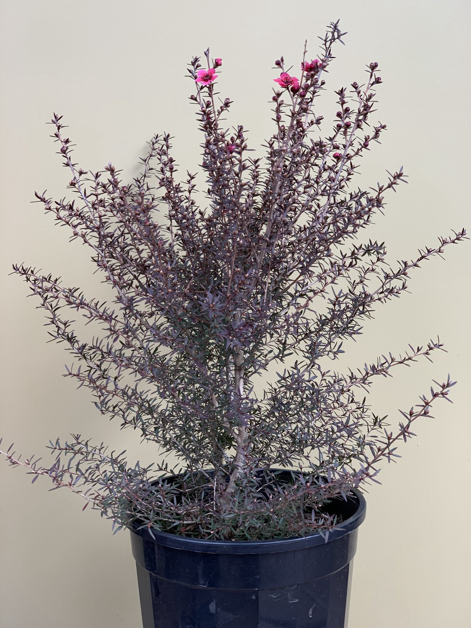 Leptospermum 'Nanum Rubrum' - Red Dwarf Tea Tree Plant for Landscaping & Garden Decor | Perfect for Borders, Rock Gardens & Container Planting