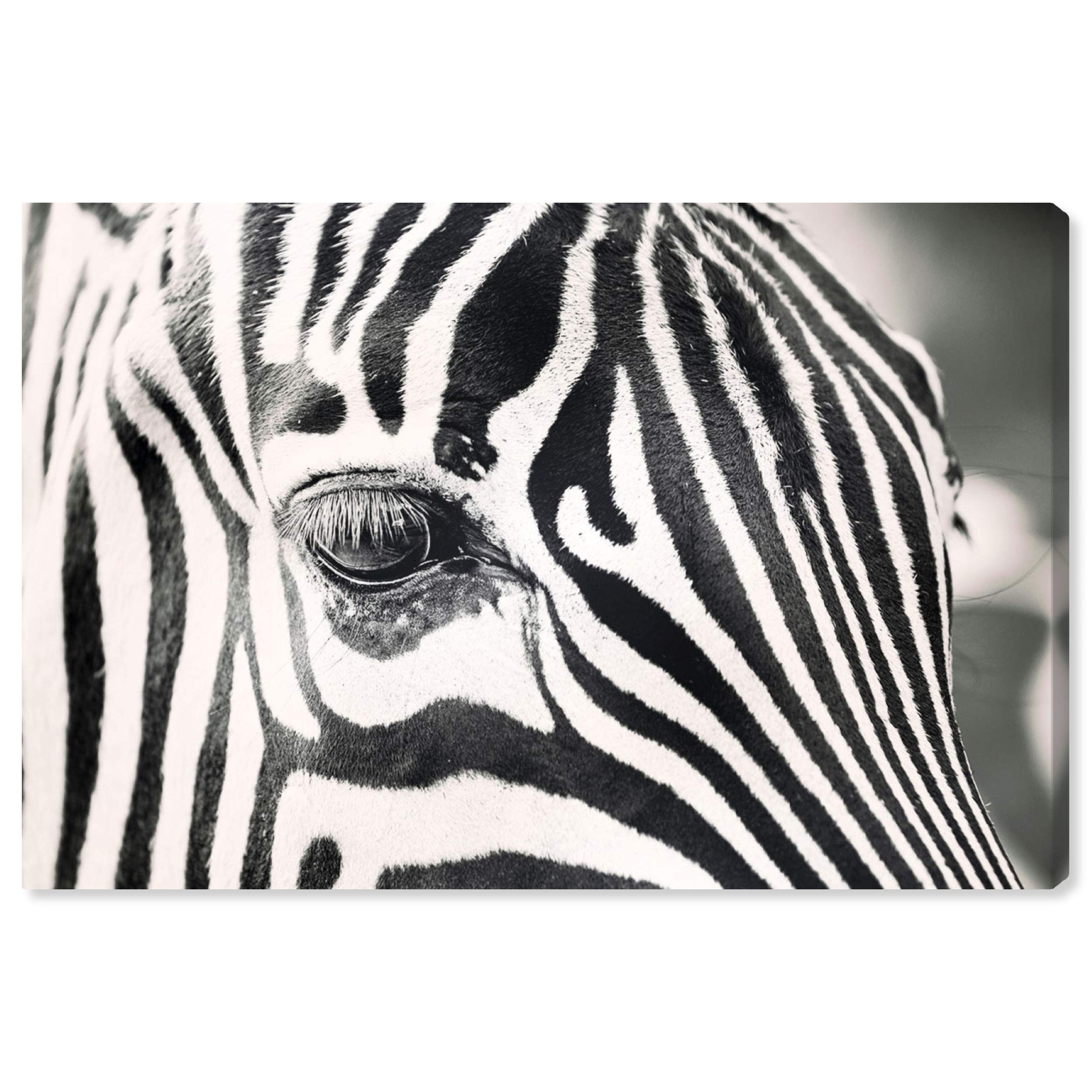 Oliver Gal Artist Co. Natural Stripes Animals Wall Art Canvas Print - Black & White Home Decor, 24x16 Inches - Perfect for Living Room, Bedroom & Office Wall Decor