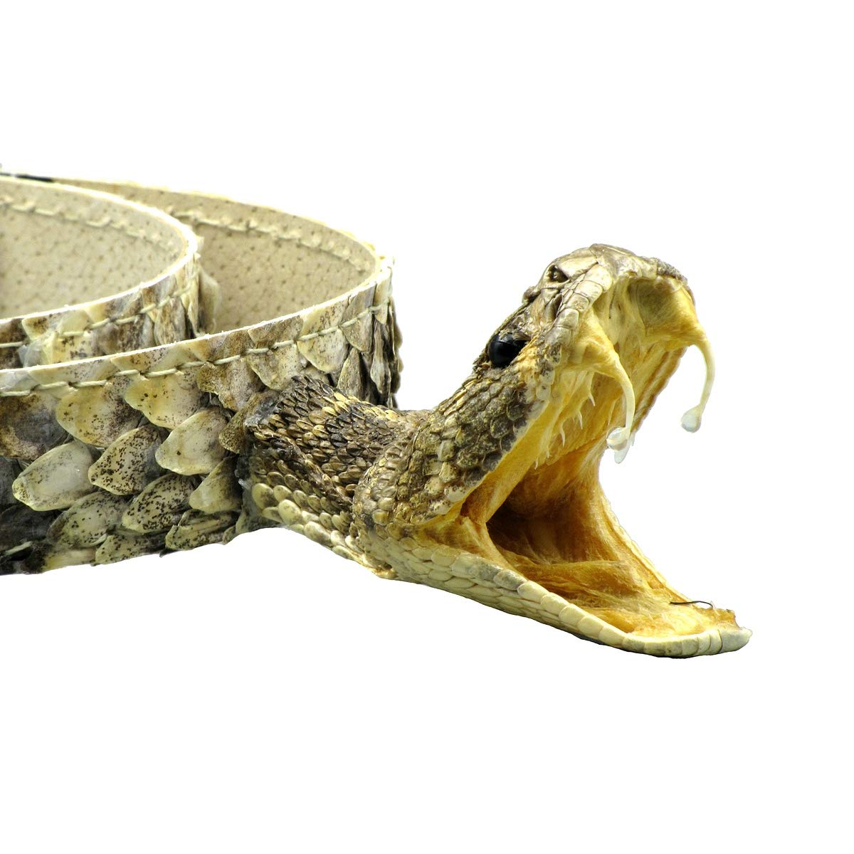 Genuine Eastern Diamondback Rattlesnake Cowboy Hat Band - Real Snakeskin Western Accessory for Cowboy Hats, Rodeo Events & Country Style Fashion
