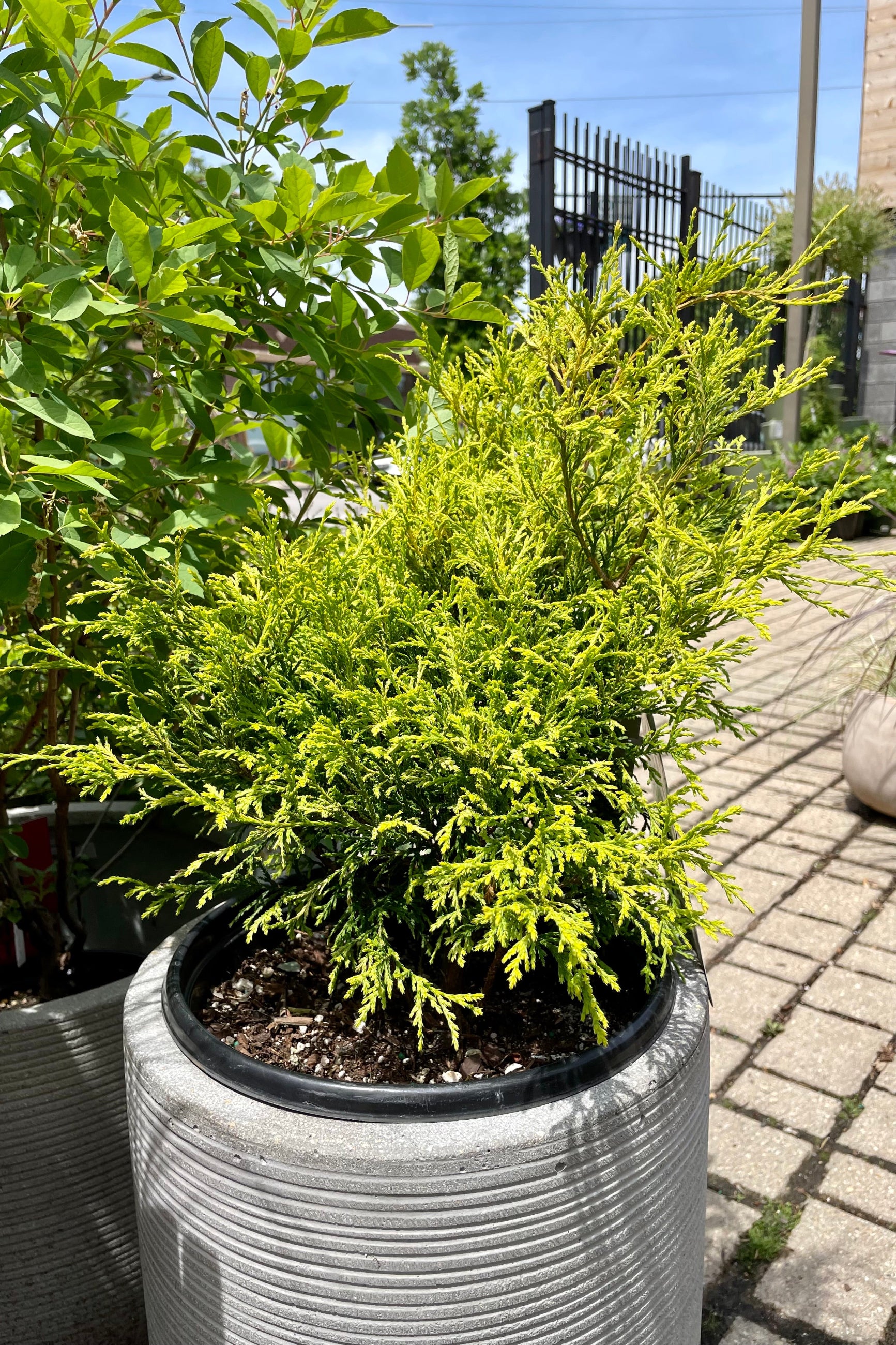 Golden Mop False Cypress (Chamaecyparis pisifera) #2 Size - Perfect for Landscaping, Garden Borders & Container Gardening