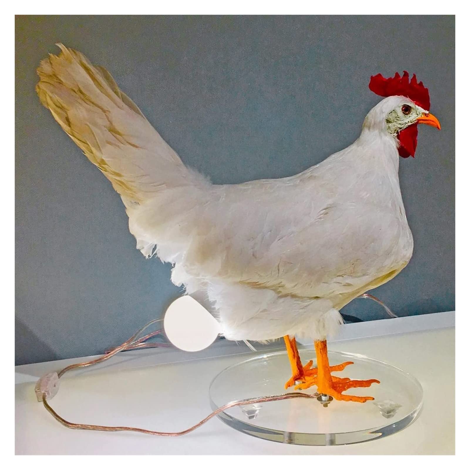 Realistic Taxidermy Chicken Egg Lamp - Lifelike Rooster Table Light with 3D LED, Resin Hen Laying Sculpture for Home Decor | Funny Desktop Night Light for Farmhouse, Kitchen & Bedroom