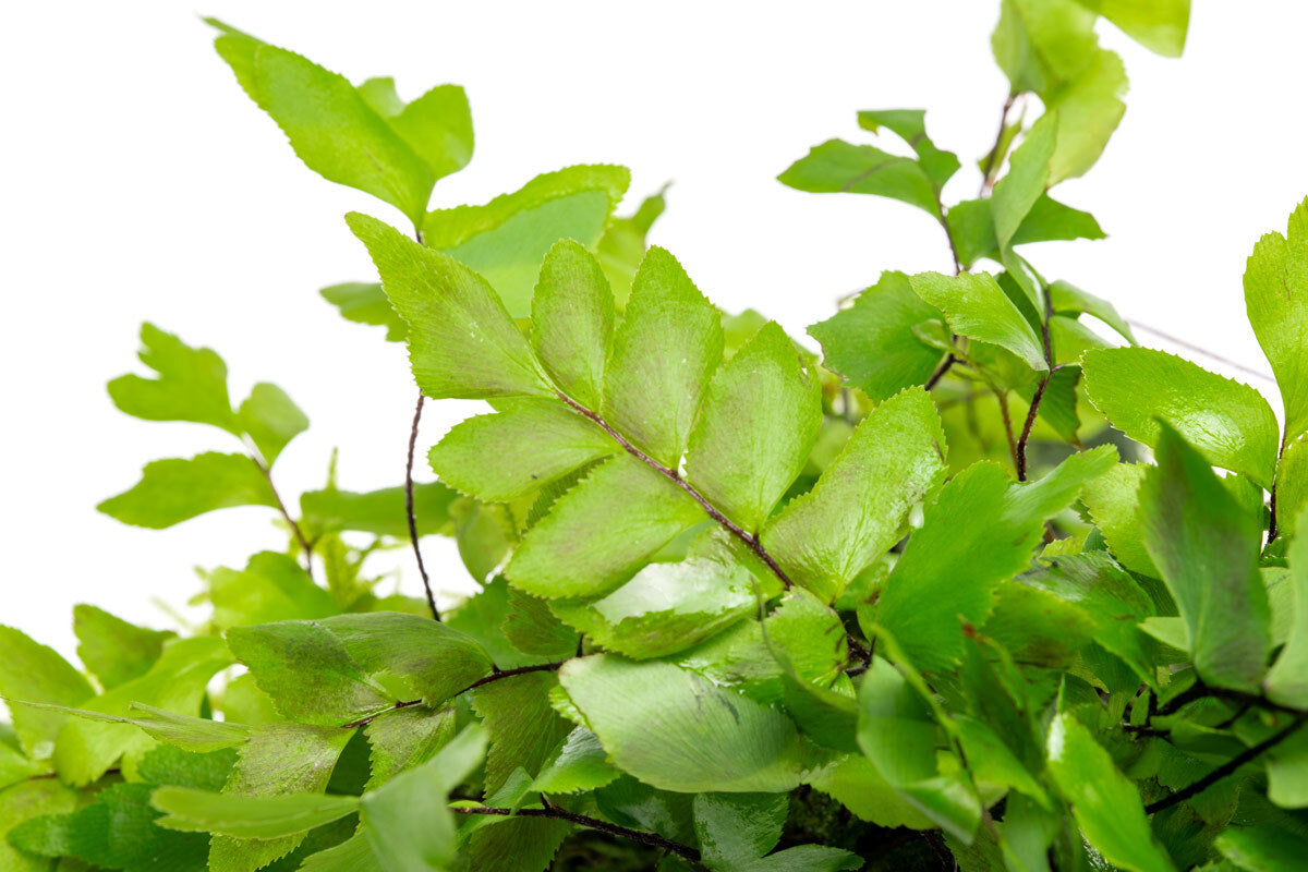 Adiantum Capillus Veneris & Moss Driftwood - Natural Decorative Wood for Aquariums, Terrariums & Home Decor