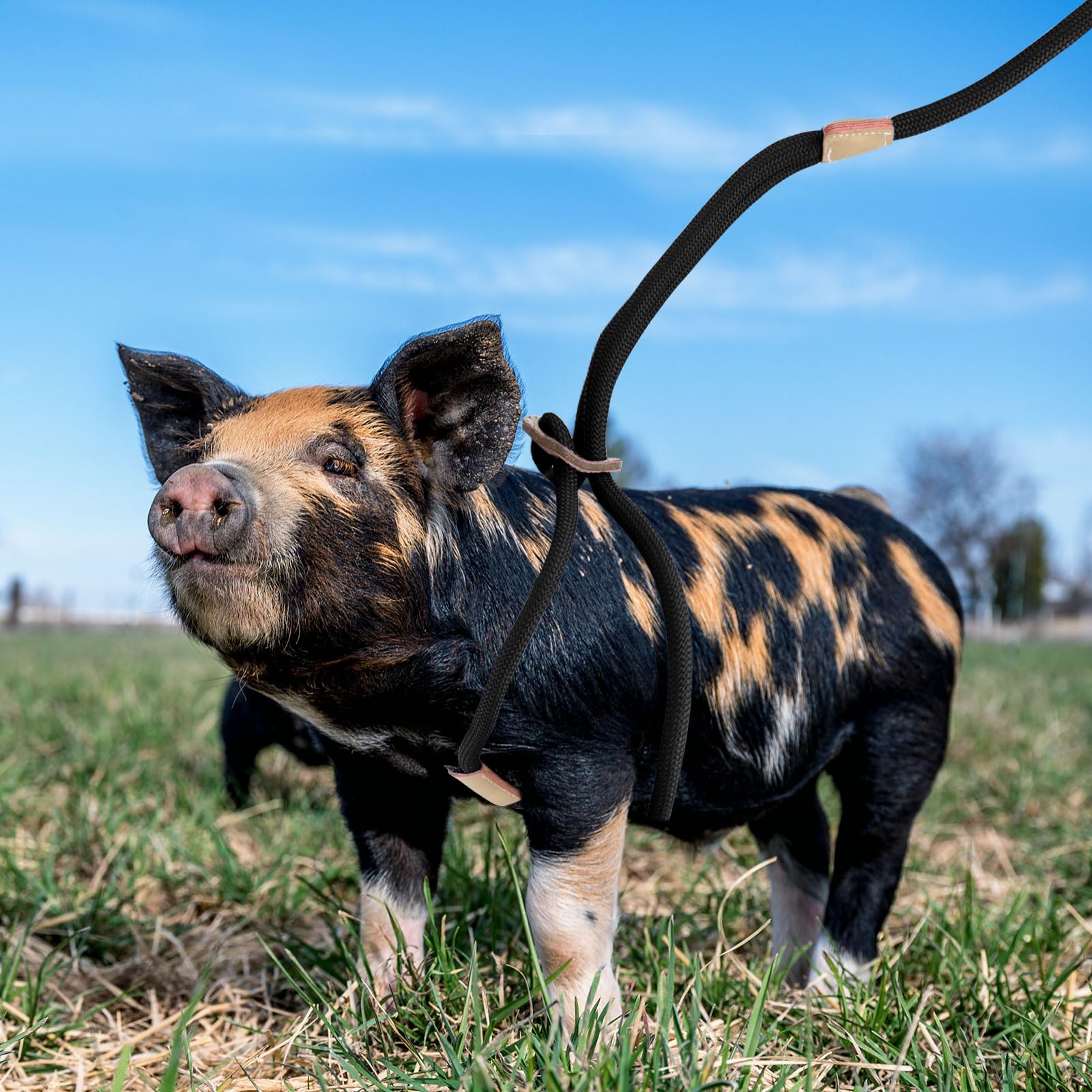 Mini Pig Supplies - Adjustable Pig Harness & 8ft Leash for Small to Medium Pet Pigs - Perfect for Outdoor Walks, Training & Travel Accessories