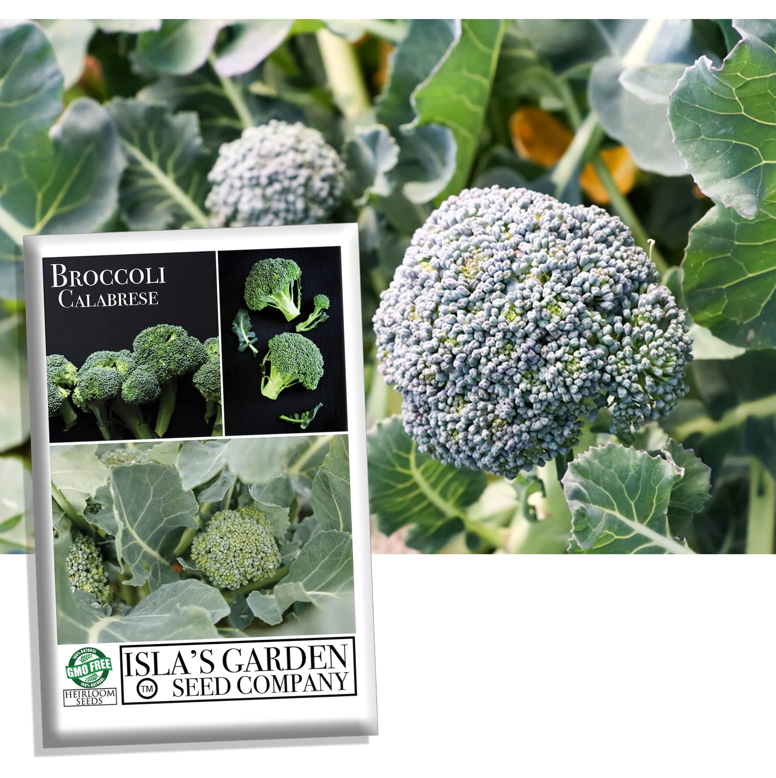 Non-GMO Calabrese Green Sprouting Broccoli Seeds for Planting - 1000+ Heirloom Seeds Per Packet by Isla's Garden Seeds (Brassica oleracea) - Perfect for Home Gardens, Organic Farming & Fresh Vegetable Harvests