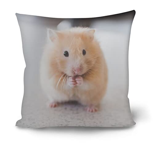 Cute Hamster