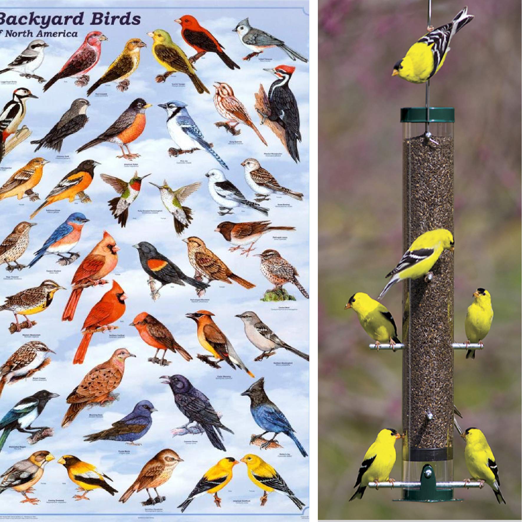 Premium Nyjer Seeds for Wild Birds - High Energy Thistle Food for Finches & Backyard Birds - Ideal for Bird Feeders & Garden Feeding Stations