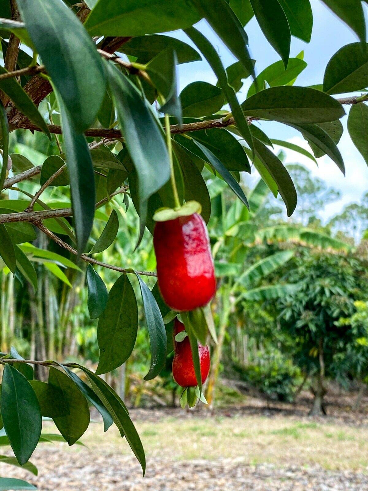 Rare Savanna Cherry Eugenia Calycina Tropical Tree - Dark Red Fruit Plant for Home Garden & Landscaping | Perfect for Patio, Backyard, and Indoor Decor