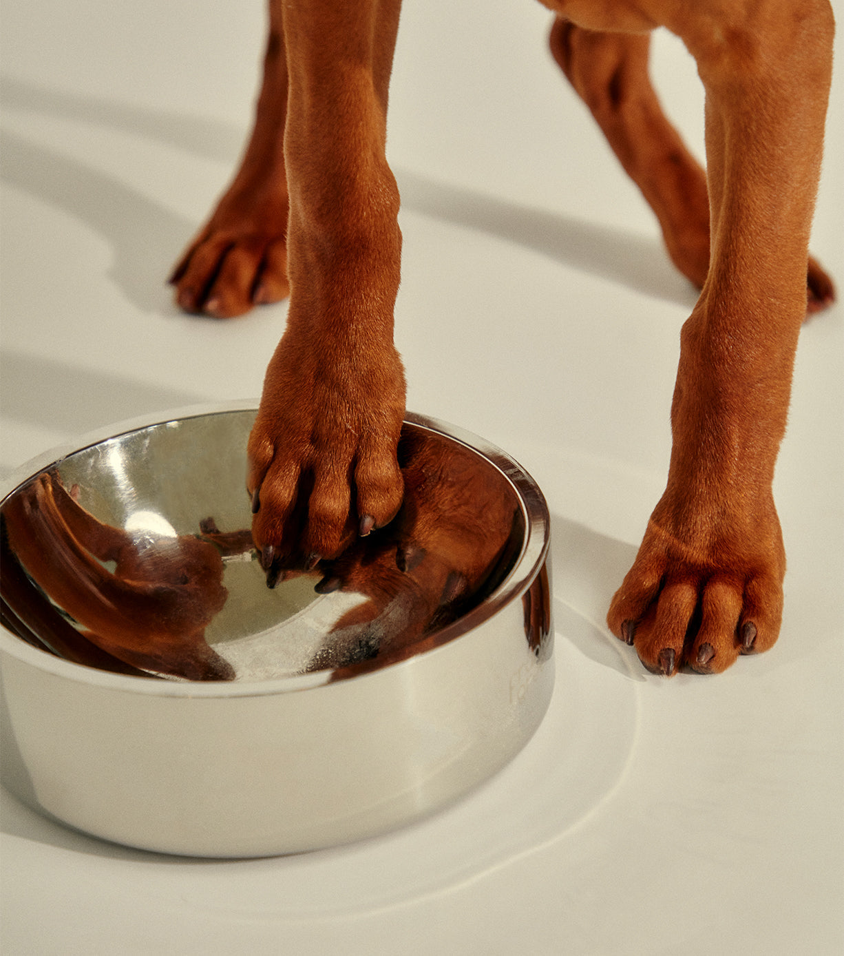 Premium Stainless Steel Dog Bowl - Medium Size, Non-Slip Pet Food & Water Dish for Large Breeds - Ideal for Home, Travel & Outdoor Use
