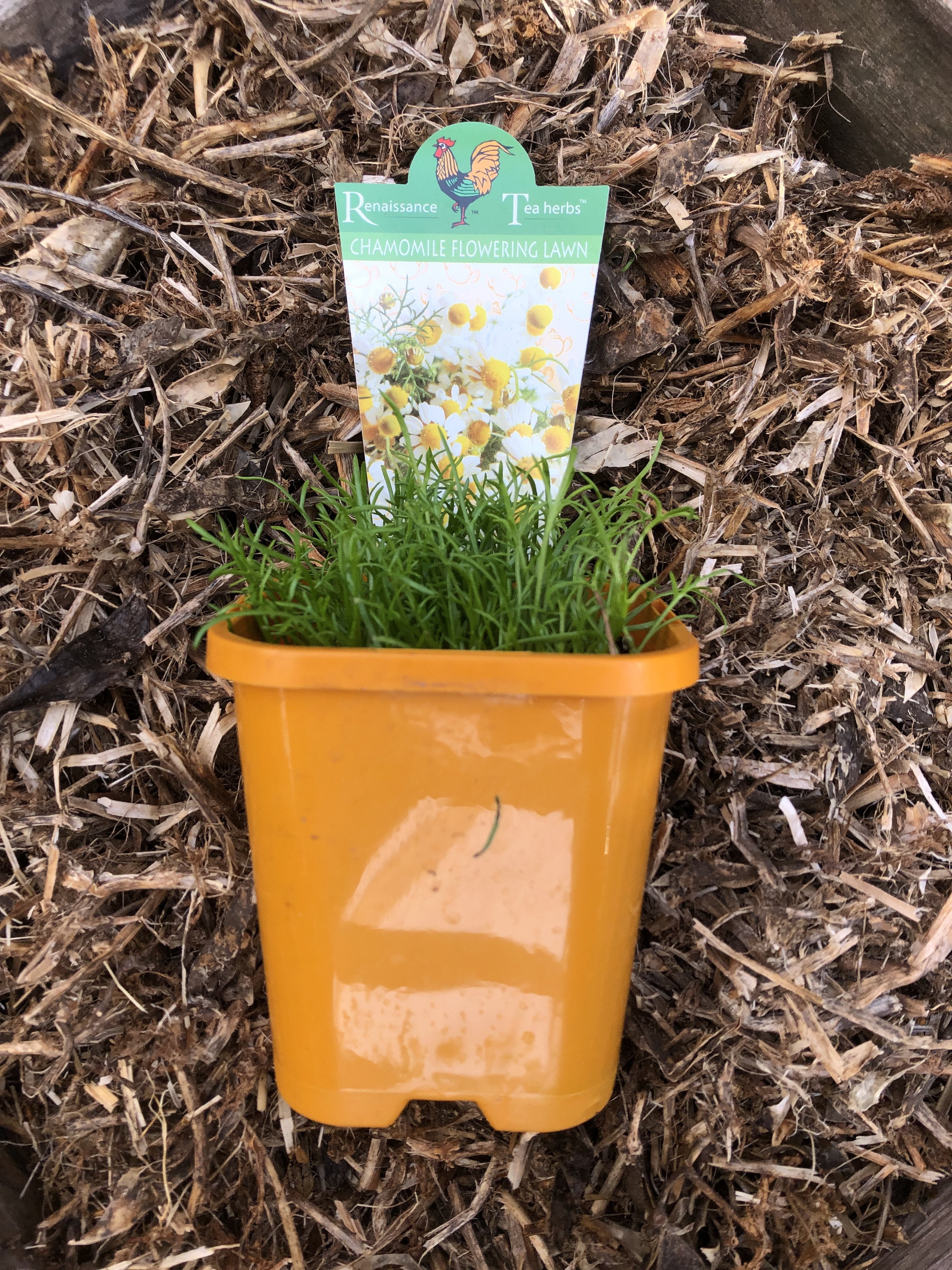 Organic Chamomile Seeds for Planting - 'Flowering Lawn' Variety | Non-GMO, Heirloom Herbs for Tea, Ground Cover & Landscaping | Perfect for Home Gardens, DIY Herbal Remedies & Relaxing Tea Blends
