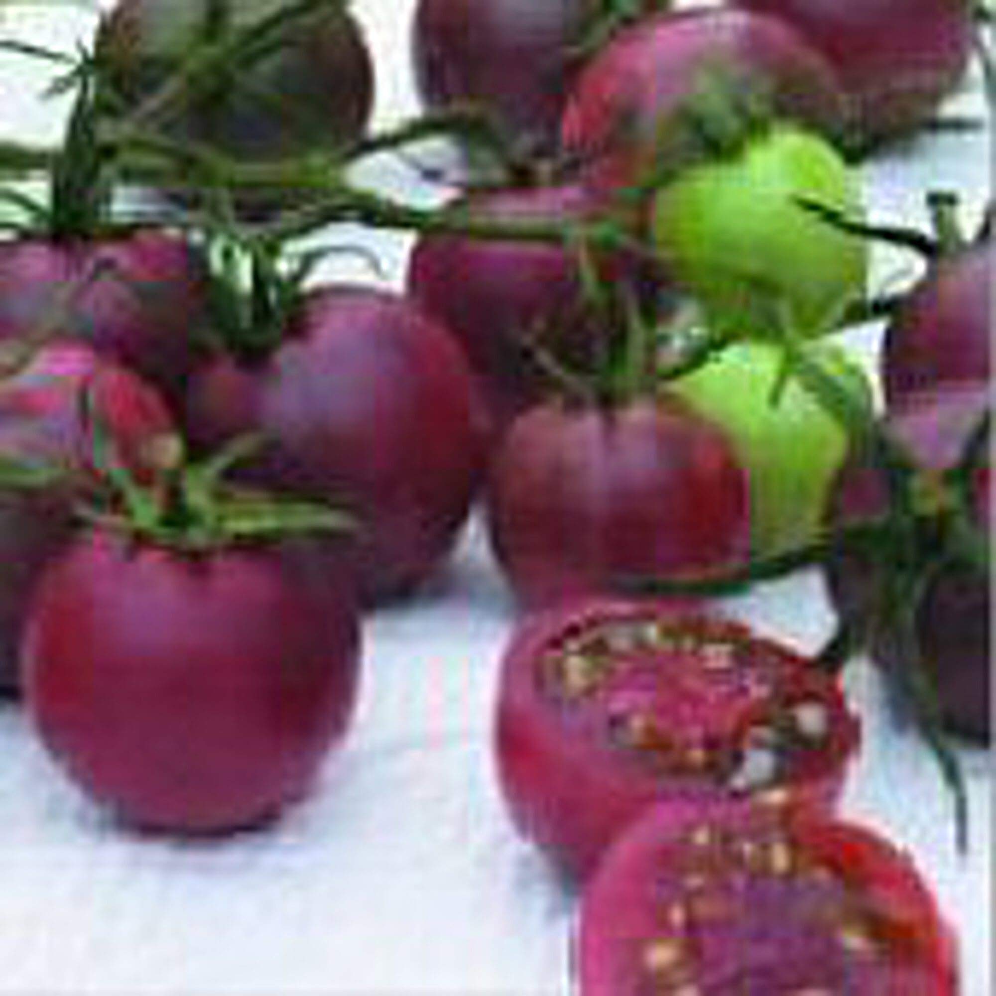 Organic Chocolate Cherry Tomato Seeds (20+ Seeds) | Non-GMO Heirloom Variety | Sweet Flavorful Tomatoes for Home Garden, Greenhouse & Containers | Perfect for Salads, Snacking & Fresh Eating