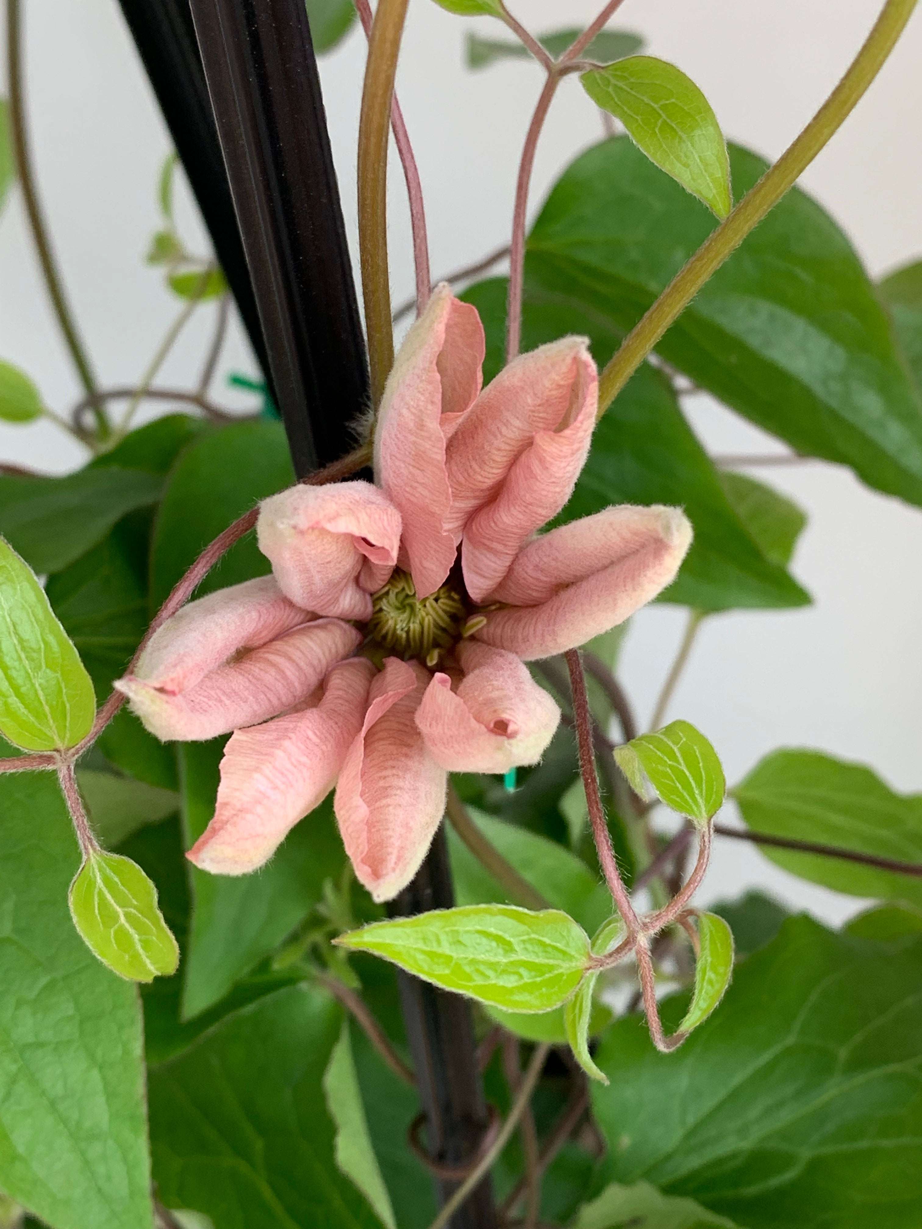 Clematis 'Ai Nor' - Premium Climbing Flower Vine for Gardens, Fences & Trellises - Perfect for Outdoor Landscaping & Decoration