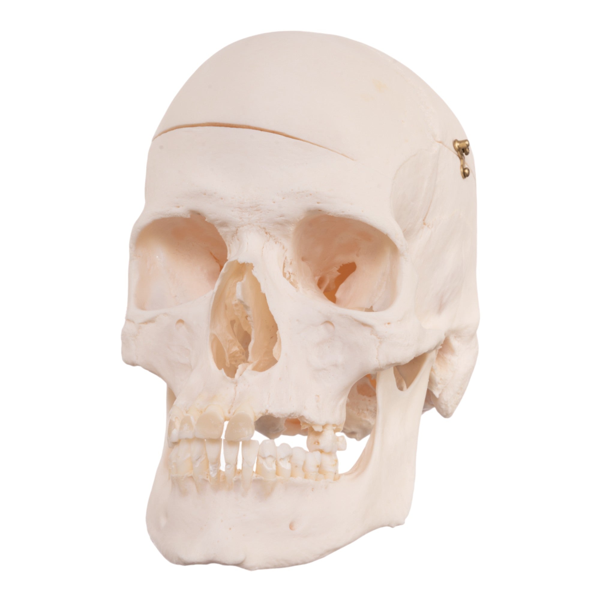 Premium Anatomical Human Skull Model - Accurate Medical & Educational Tool for Students, Doctors & Researchers | Perfect for Anatomy Study, Classroom Teaching & Medical Training
