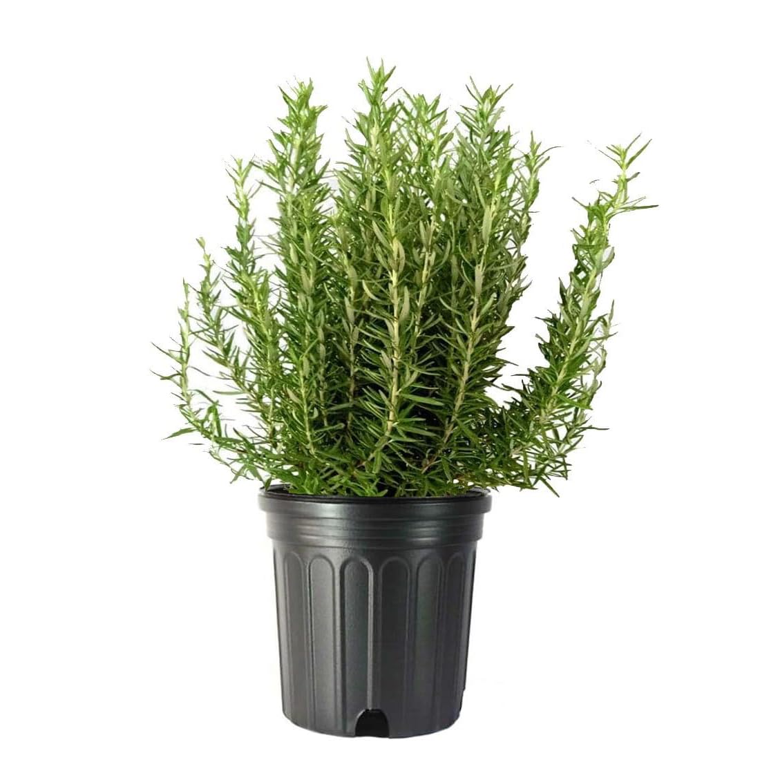 Tuscan Blue Rosemary Live Plant - Fragrant Blue & Violet Flowers, Edible Herb for Cooking - 10