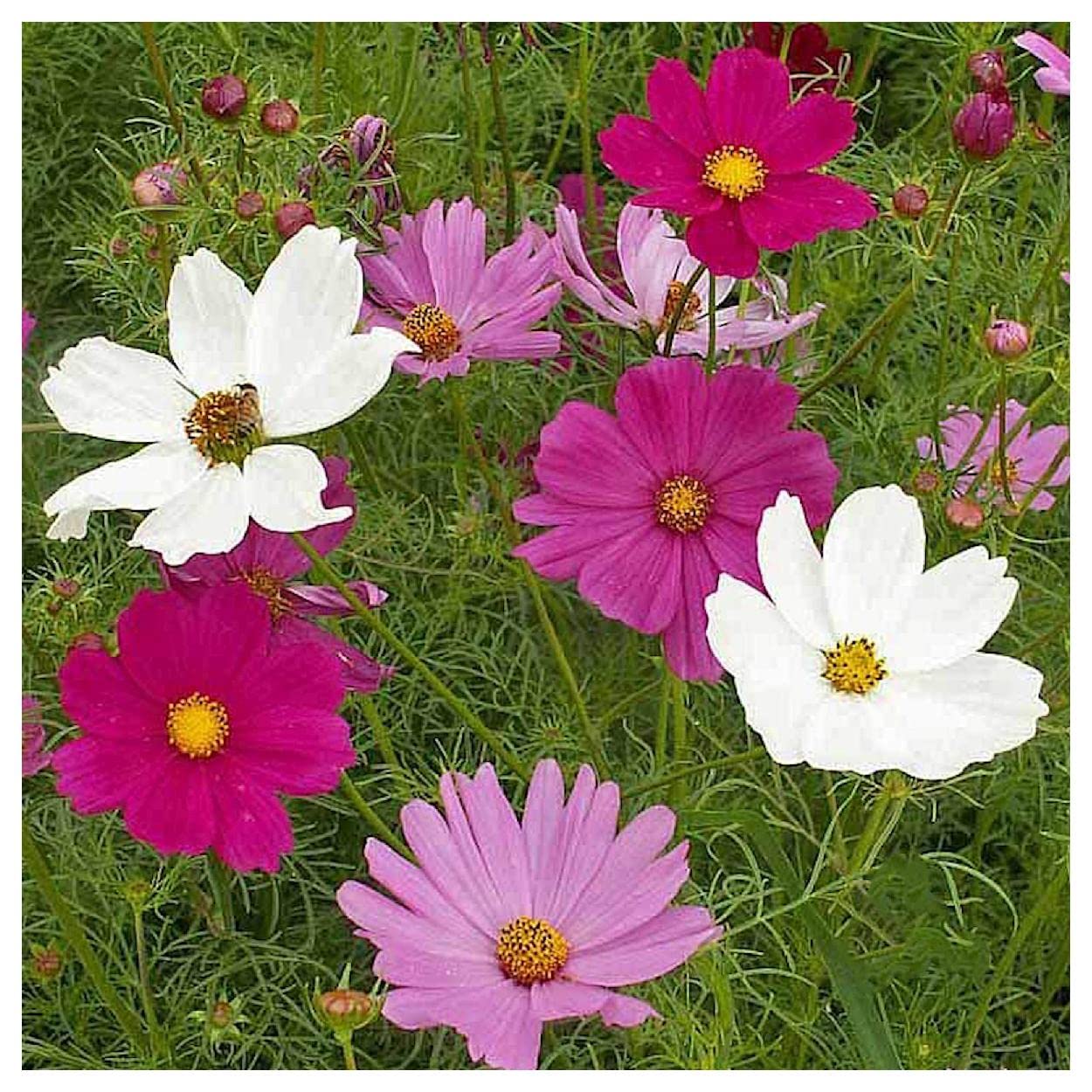 Everwilde Farms - 1/4 Lb Sensation Tall Mixed Cosmos Wildflower Seeds - Gold Vault Pack | Non-GMO, Pollinator-Friendly Flowers for Gardens, Landscaping & Butterfly Habitats