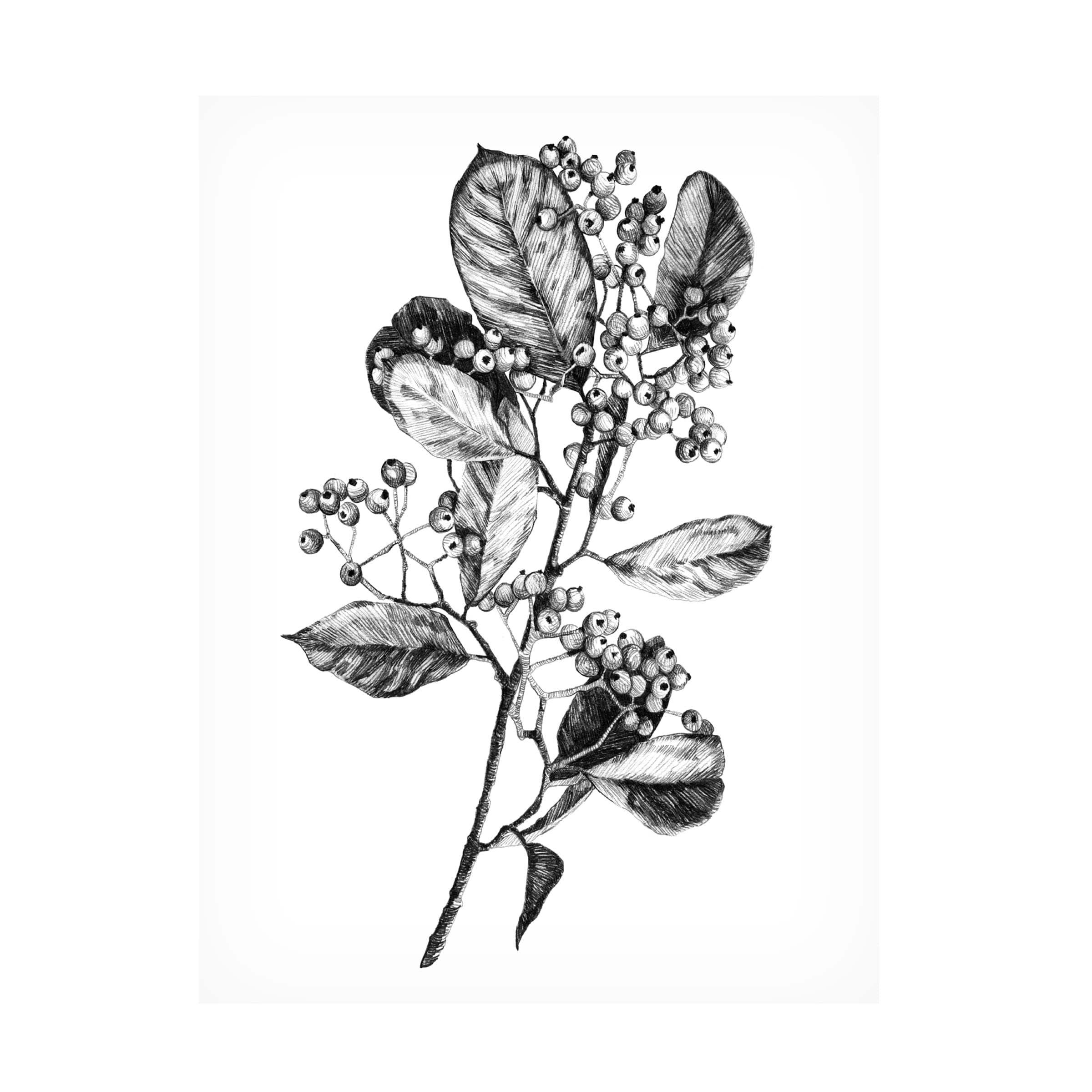 Emma Scarvey 'Hawthorn Berry Branch I' Canvas Art Print - Botanical Wall Decor for Living Room, Bedroom & Office | Trademark Fine Art