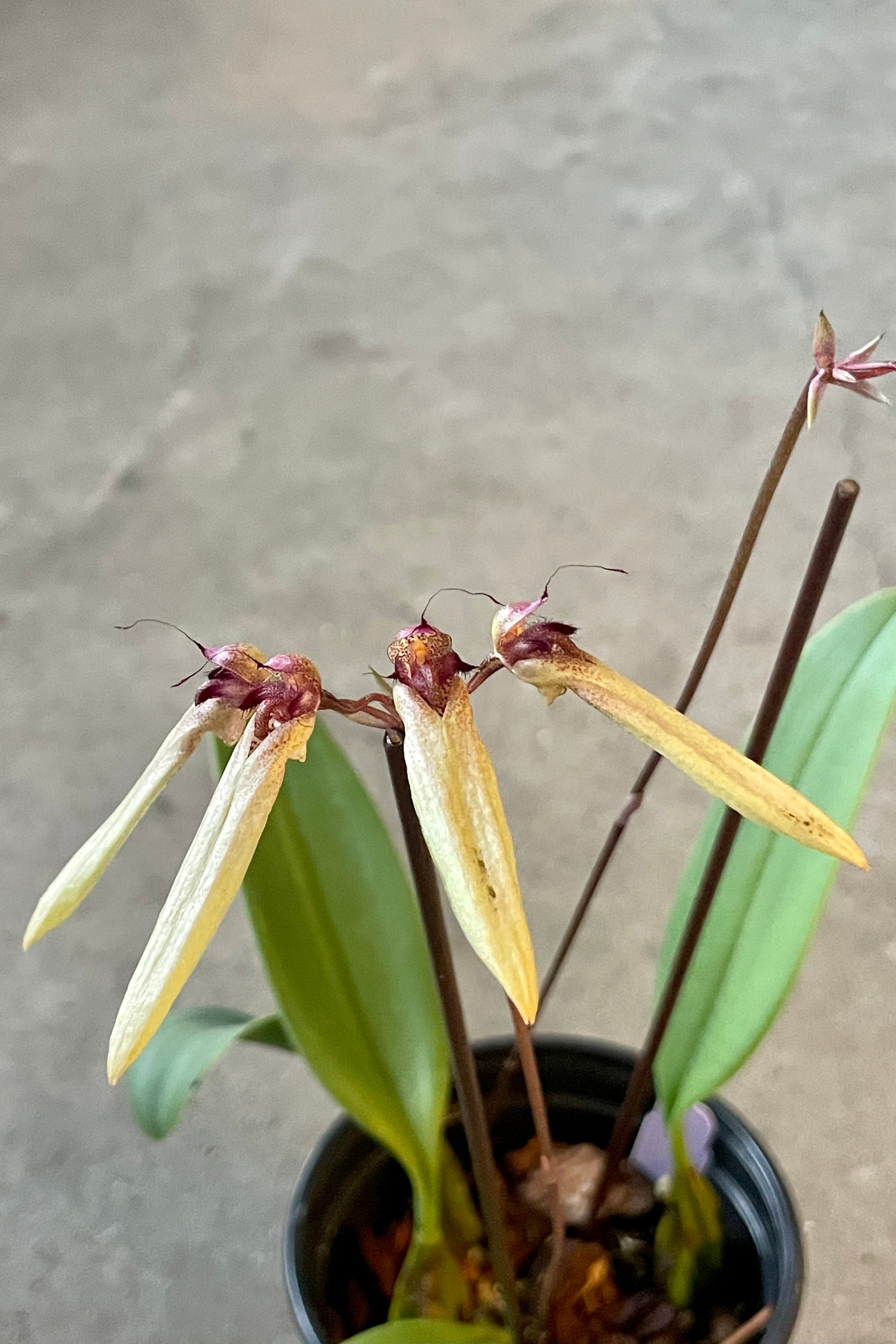 Exotic Bulbophyllum Orchid Plant - 3.5