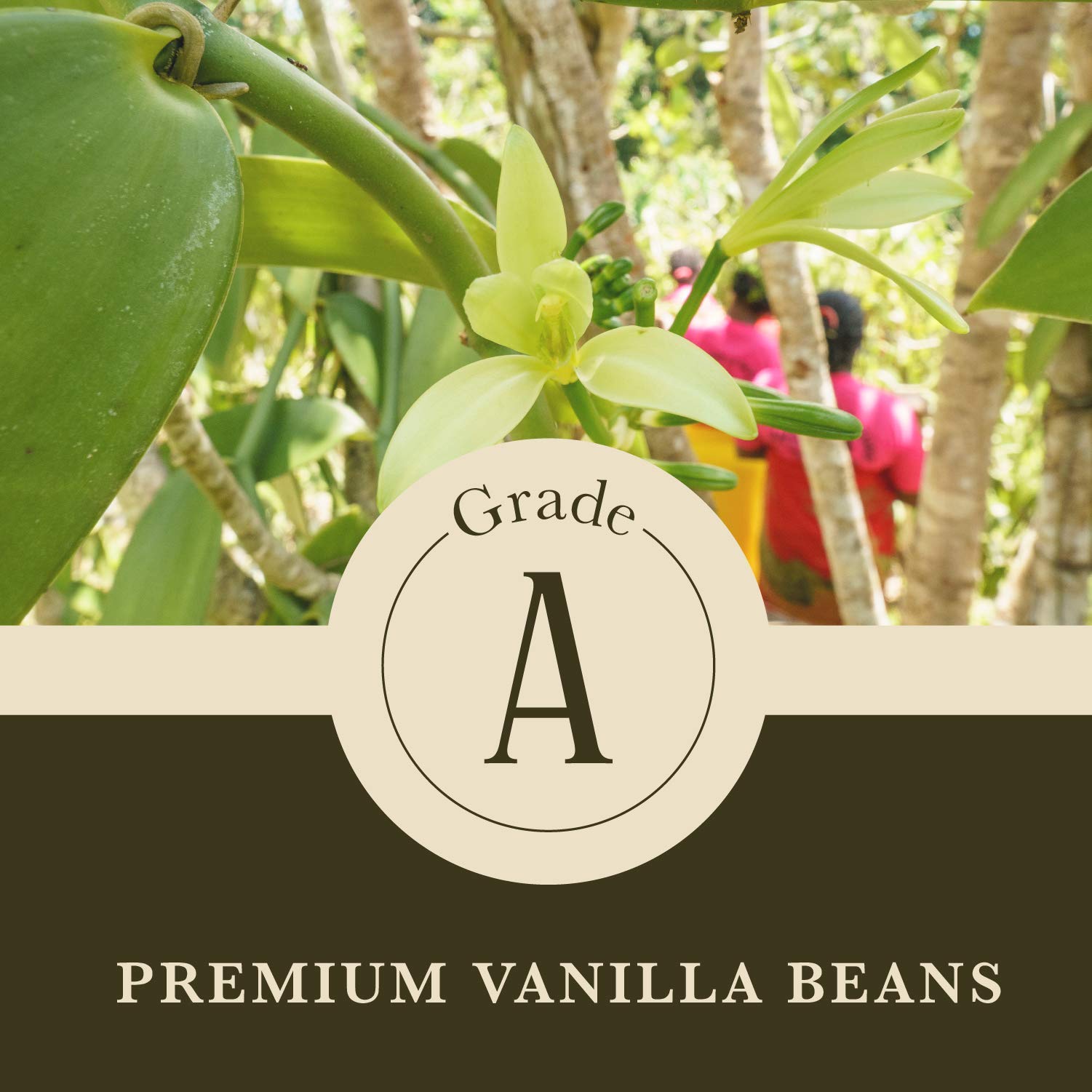 16 oz (1 lb) Organic Madagascar Whole Vanilla Beans - Grade A Vanilla Pods for Baking, Extract Making & Cooking | Premium Vanilla Beans for Desserts, Ice Cream & Cocktails