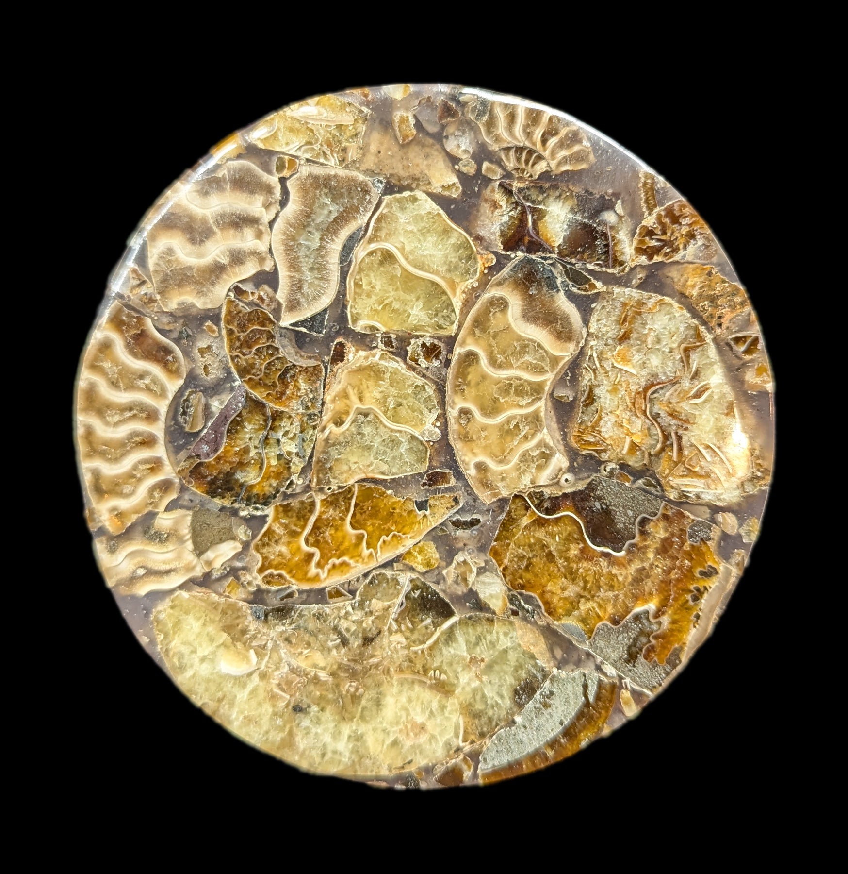 Natural Ammonite Fossil Coaster Set of 4 - Stone Drink Coasters for Home & Office - Perfect for Protecting Tables from Hot & Cold Beverages