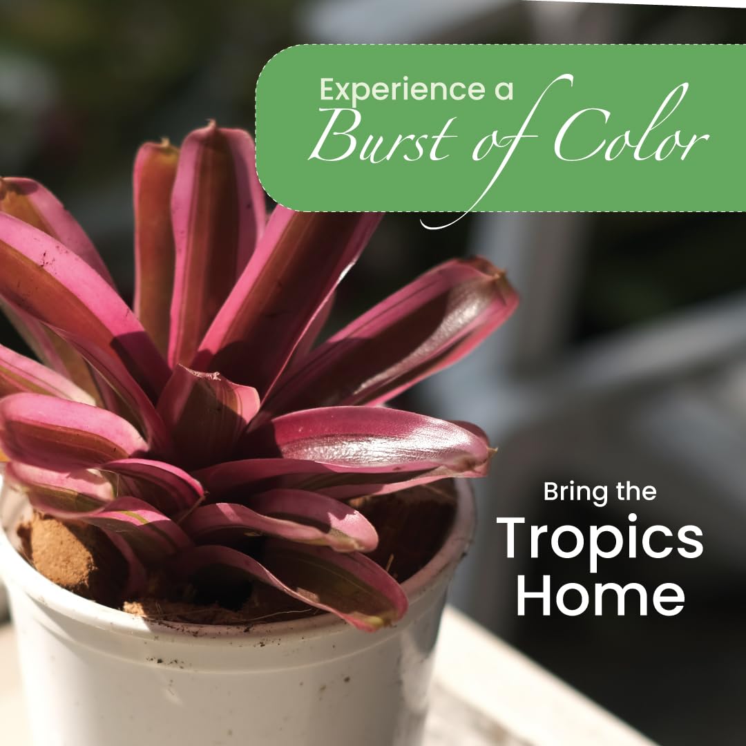 Live Bromeliad Fireball Neoregelia Plant in 6