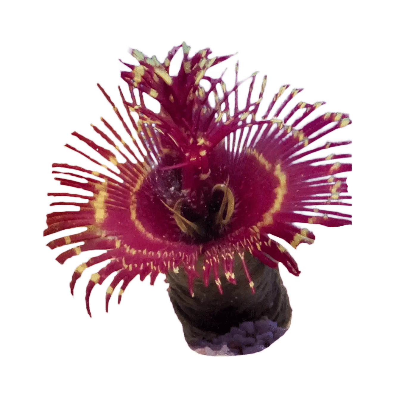 Premium Coco Worm Feather Duster - Natural & Durable Cleaning Tool for Home, Aquarium & Pet Grooming | Perfect for Dusting, Car Detailing & Fish Tank Maintenance