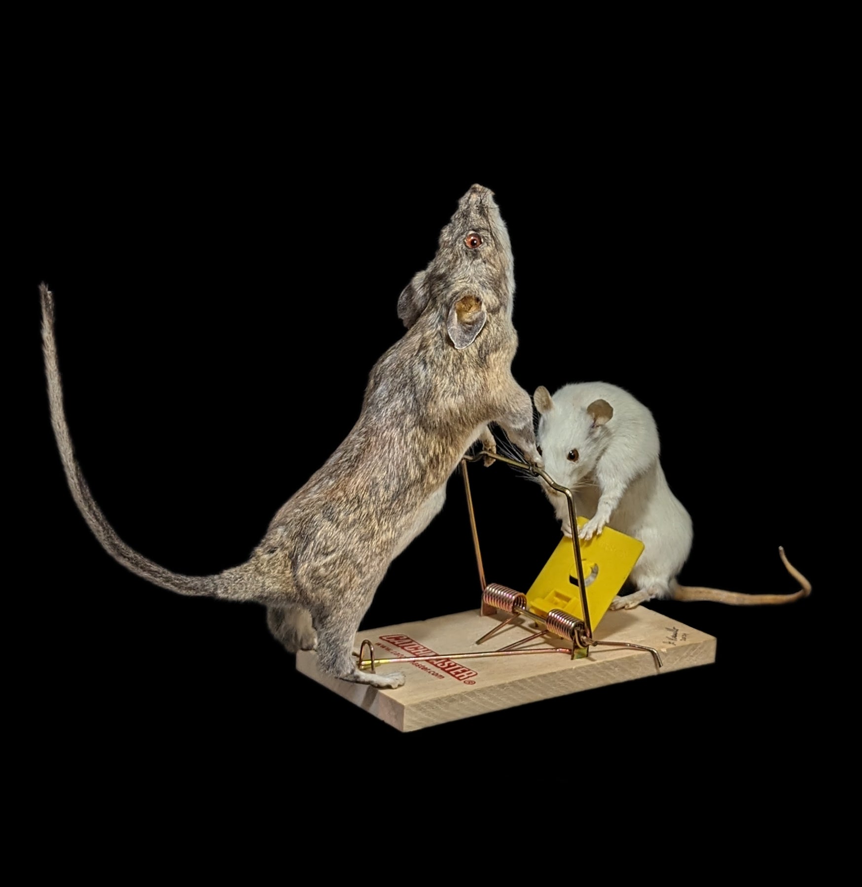 Trap Raiders Rat Pair Taxidermy - Realistic Mouse Taxidermy for Home Decor, Halloween Props, and Horror Movie Set Design