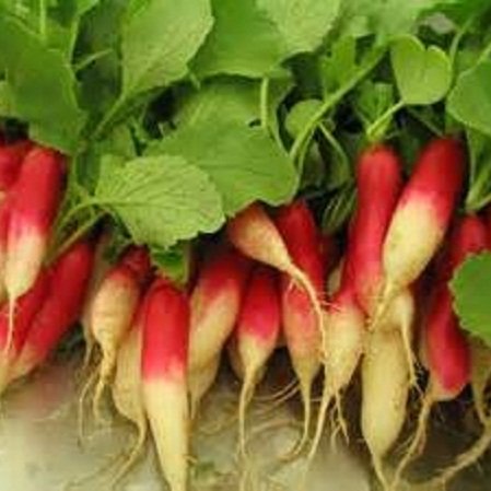 100 Seeds of Raphanus Sativus - D'avignon Radish - Fast Growing 21 Days French Breakfast Radish for Salads, Sandwiches & Home Gardening