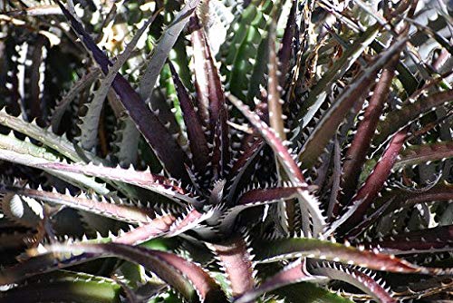 120 Pcs Aloe Vera Seeds for Planting - Fresh Dichondra Dark Blue Red - Perfect for Home Garden, Landscaping, and Indoor Plant Decor