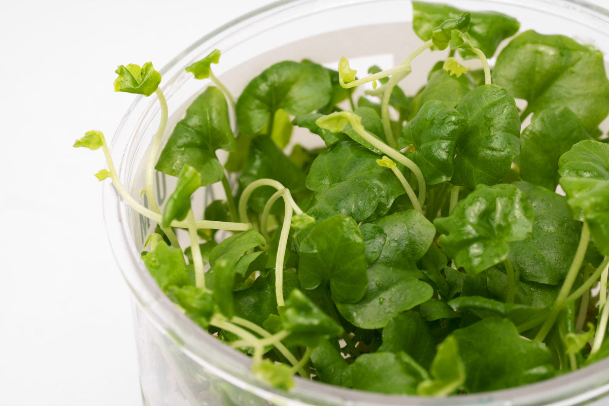Cardamine Lyrata Aquatic Plant for Freshwater Aquariums - Perfect for Fish Tanks, Aquascaping & Natural Aquatic Decor