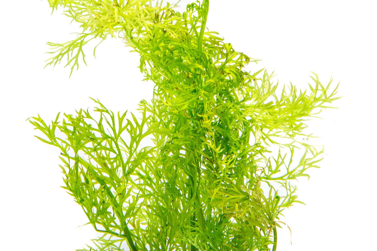 Ceratopteris Thalictroides Water Fern - Live Aquatic Plant for Aquariums & Ponds | Perfect for Fish Tanks, Shrimp Habitats & Water Gardens