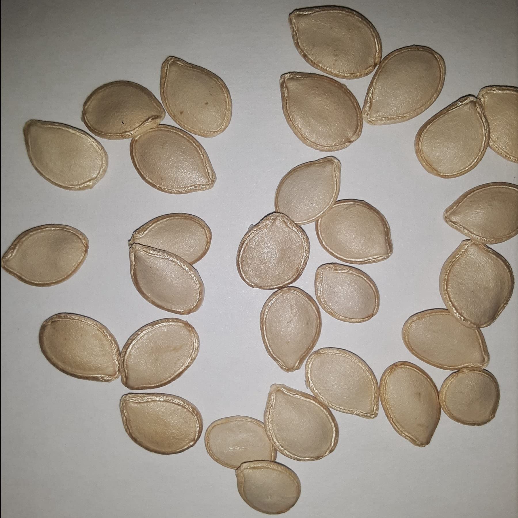 PAPAW'S GARDEN SUPPLY LLC Delicata Bush Winter Squash Seeds - 20 Count | Non-GMO, Heirloom Vegetable Seeds for Home Gardening, Fall Harvest & Organic Farming