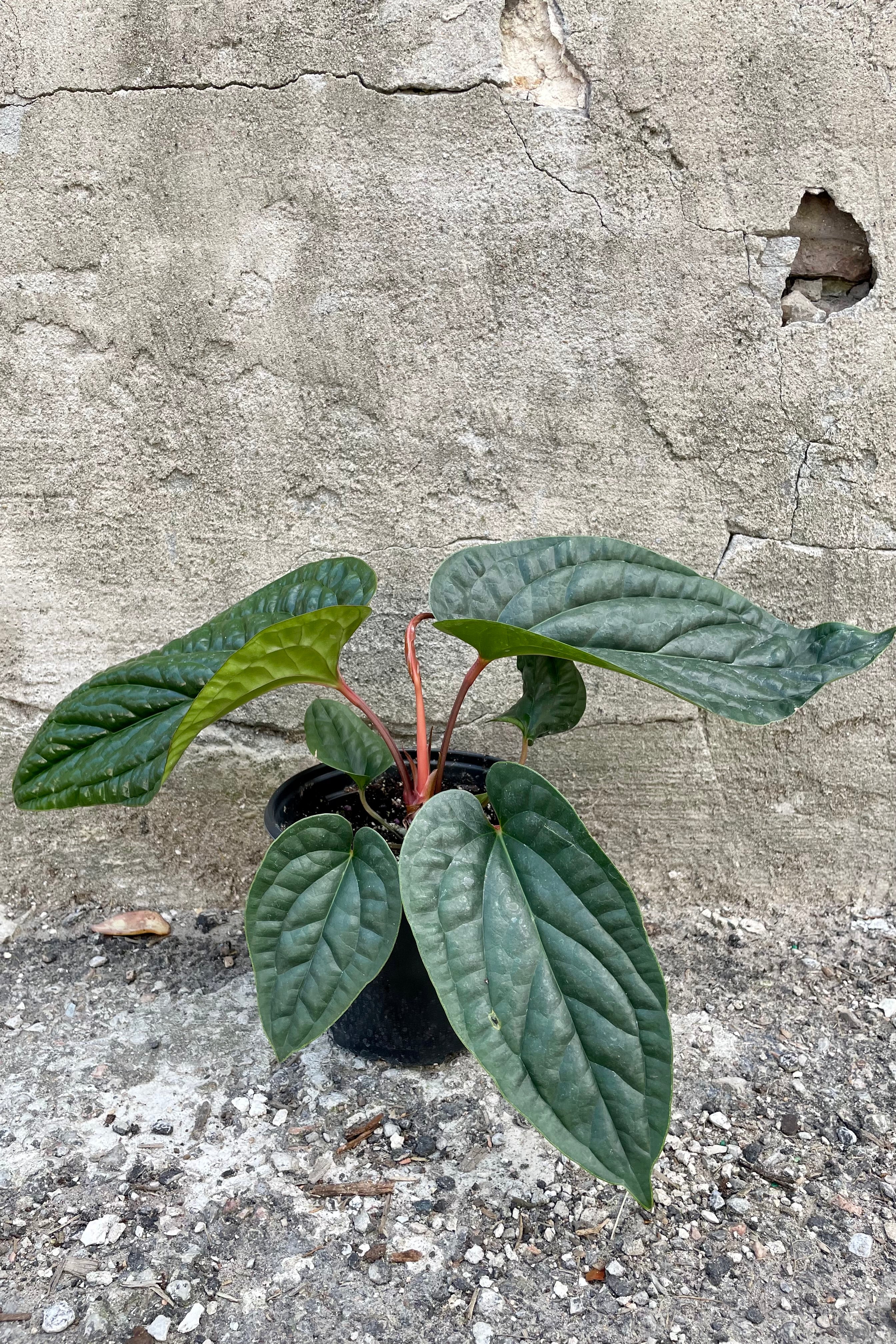 Anthurium Radicans x Luxurians Hybrid - Rare Tropical Houseplant for Home & Office Decor - Perfect for Indoor Gardens, Terrariums, and Plant Collections