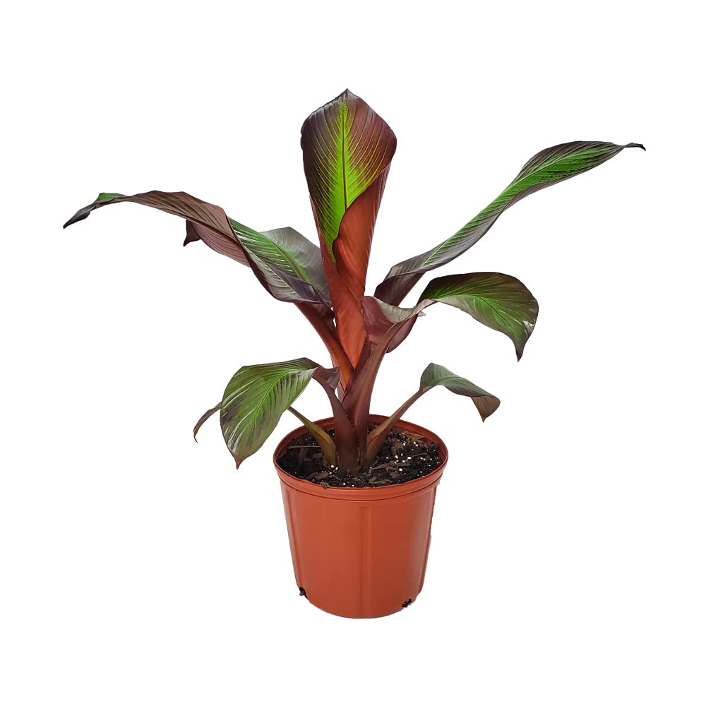 Ensete Maurellii Red Banana Tree Plant - 34
