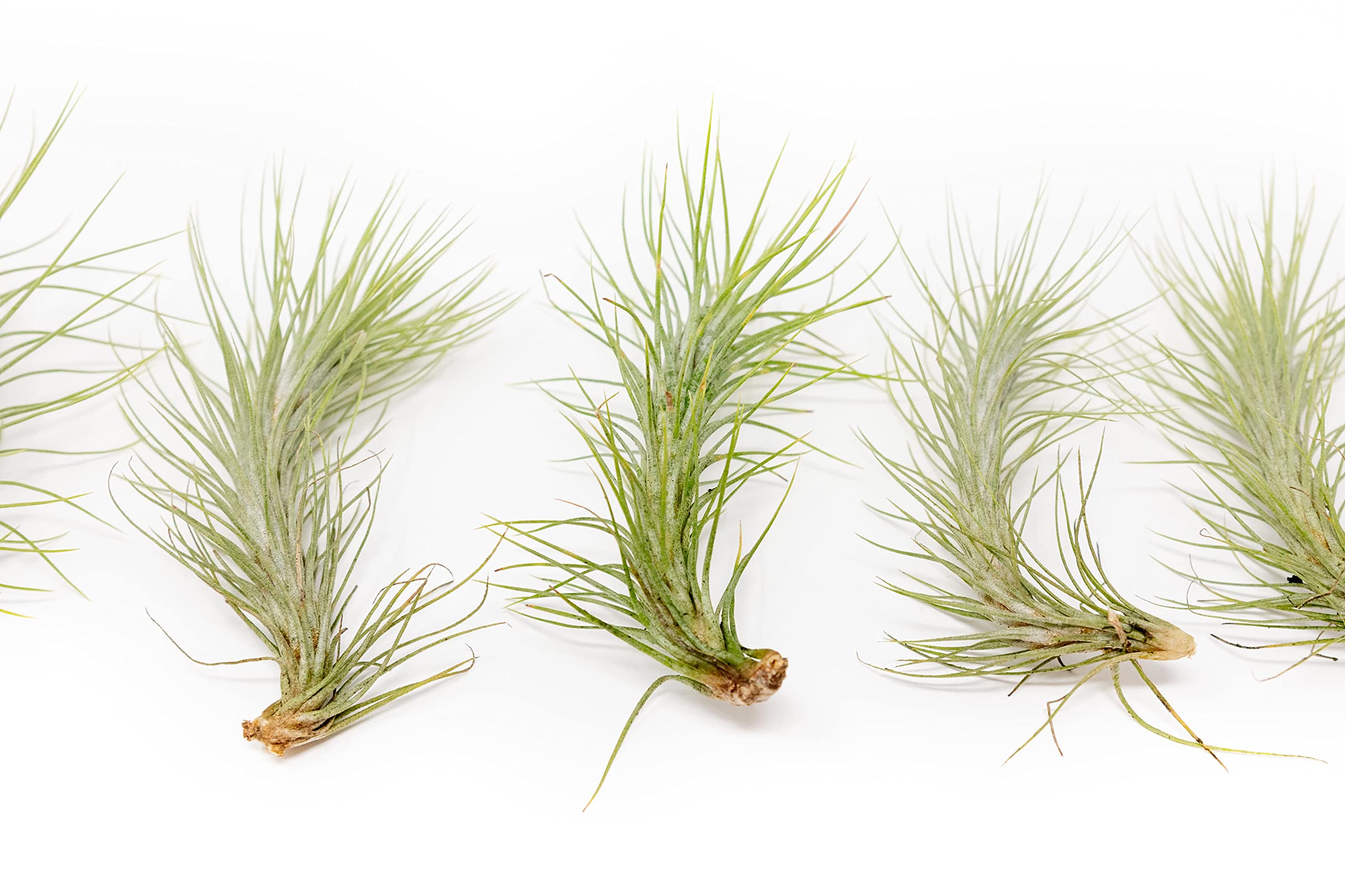 12 Pack Air Plant Funkiana Tillandsia - Wholesale Bulk Live Succulent House Plants for Home & Garden Decor - Low Maintenance Indoor & Outdoor Plants - Perfect for Terrariums, Office Desks & Wedding Centerpieces