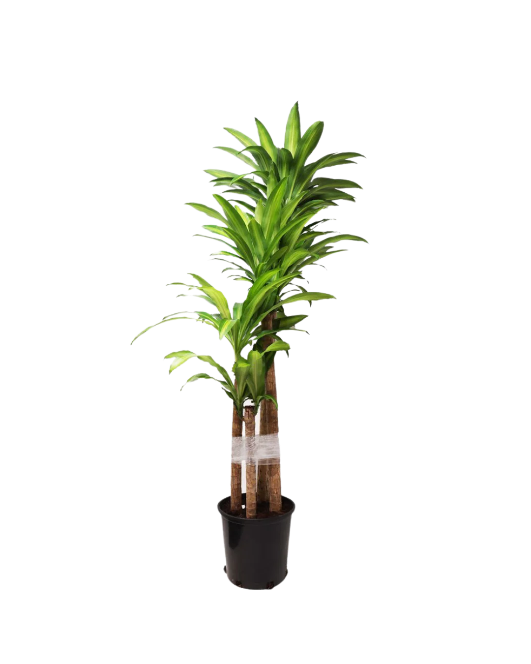 Dracaena Mass Cane 14 Inch Potted Plant - Low Light Indoor Houseplant for Home, Office & Living Room Decor