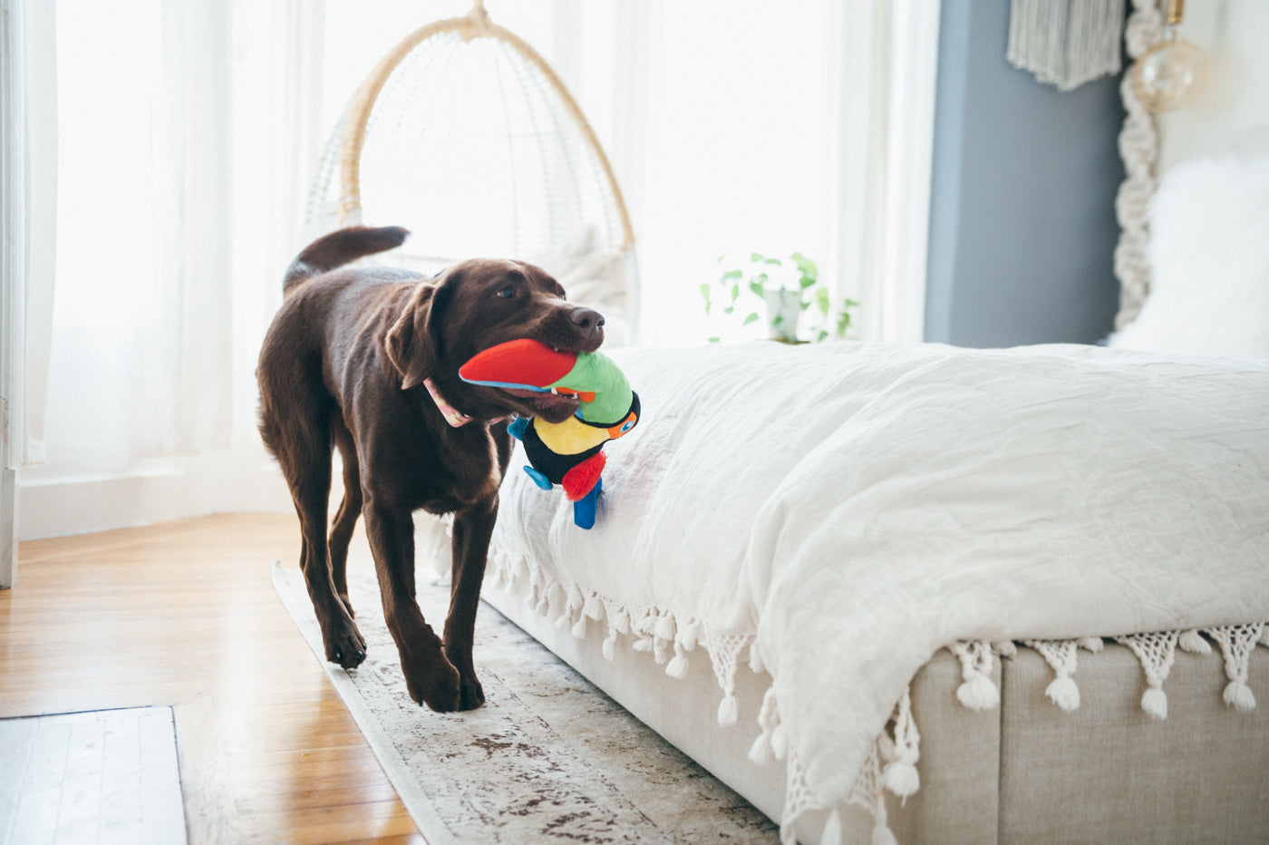 Tito the Toucan Plush Dog Toy - Fetching Flock™ Collection by Pet P.L.A.Y. | Durable & Soft Chew Toy for Small & Medium Dogs | Perfect for Fetch, Cuddling & Interactive Playtime