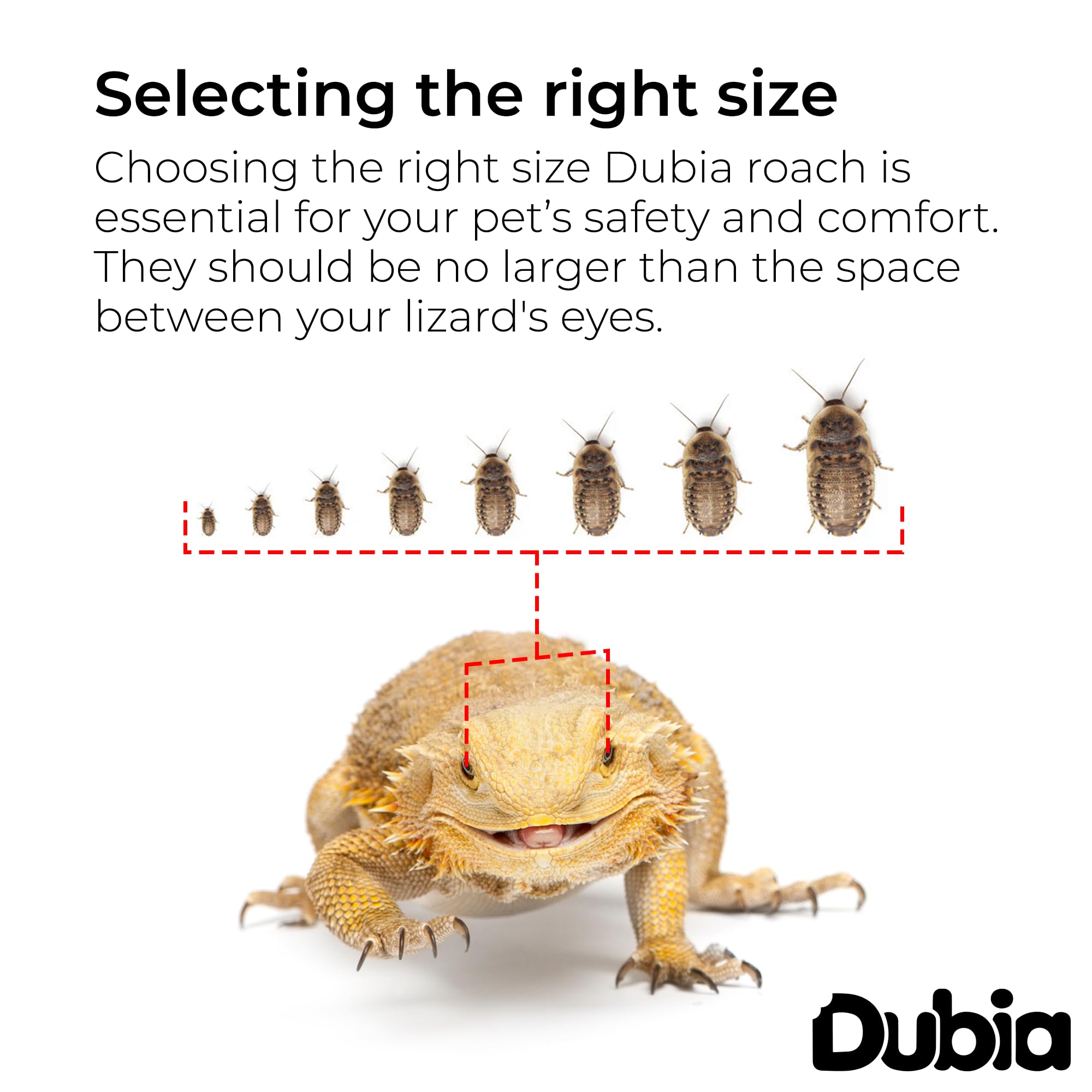 Premium Dubia Roaches 500 Count - XL Size 1 1/8