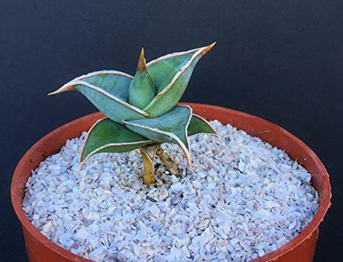 FTG Goods Rare Walking Sansevieria Succulent Plant | Short Leaf Pinguicula Snake Plant in 4 Inch Pot - Perfect for Home Decor, Office Desk & Indoor Gardening