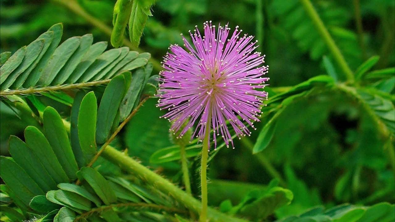 **Non-GMO Sensitive Plant Seeds (Mimosa Pudica) - Dwarf Touch-Me-Not Shameplant for Home Gardening, Indoor/Outdoor Planting, Kids Science Projects & Unique Gift Ideas**