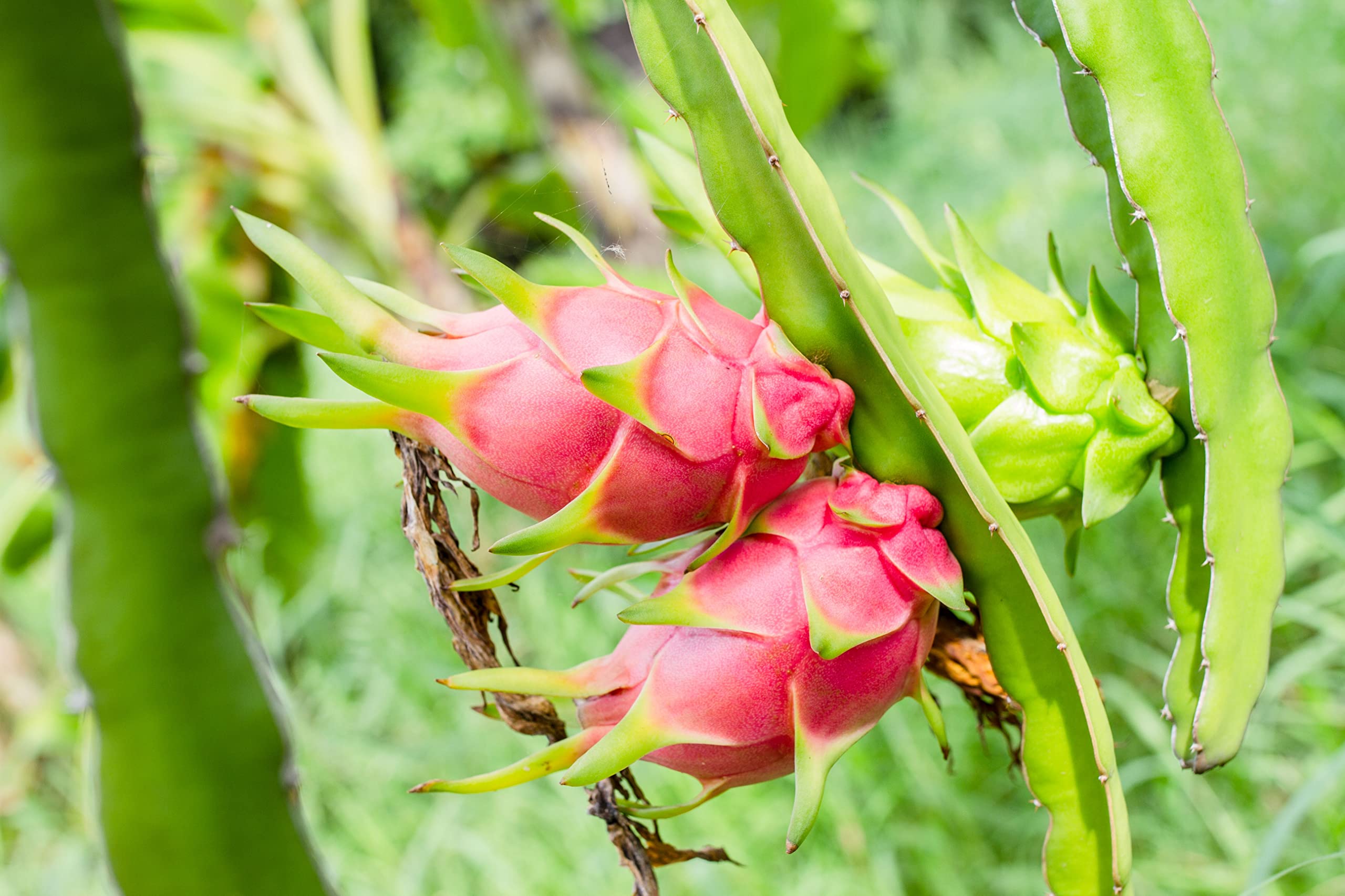 Dragon Fruit Tree (Hylocereus Undatus) - 5 Live Plants in 4 Inch Pots - Edible Tropical Fruit Plant from Florida - Perfect for Home Gardens, Patio Decor & Fresh Fruit Harvesting
