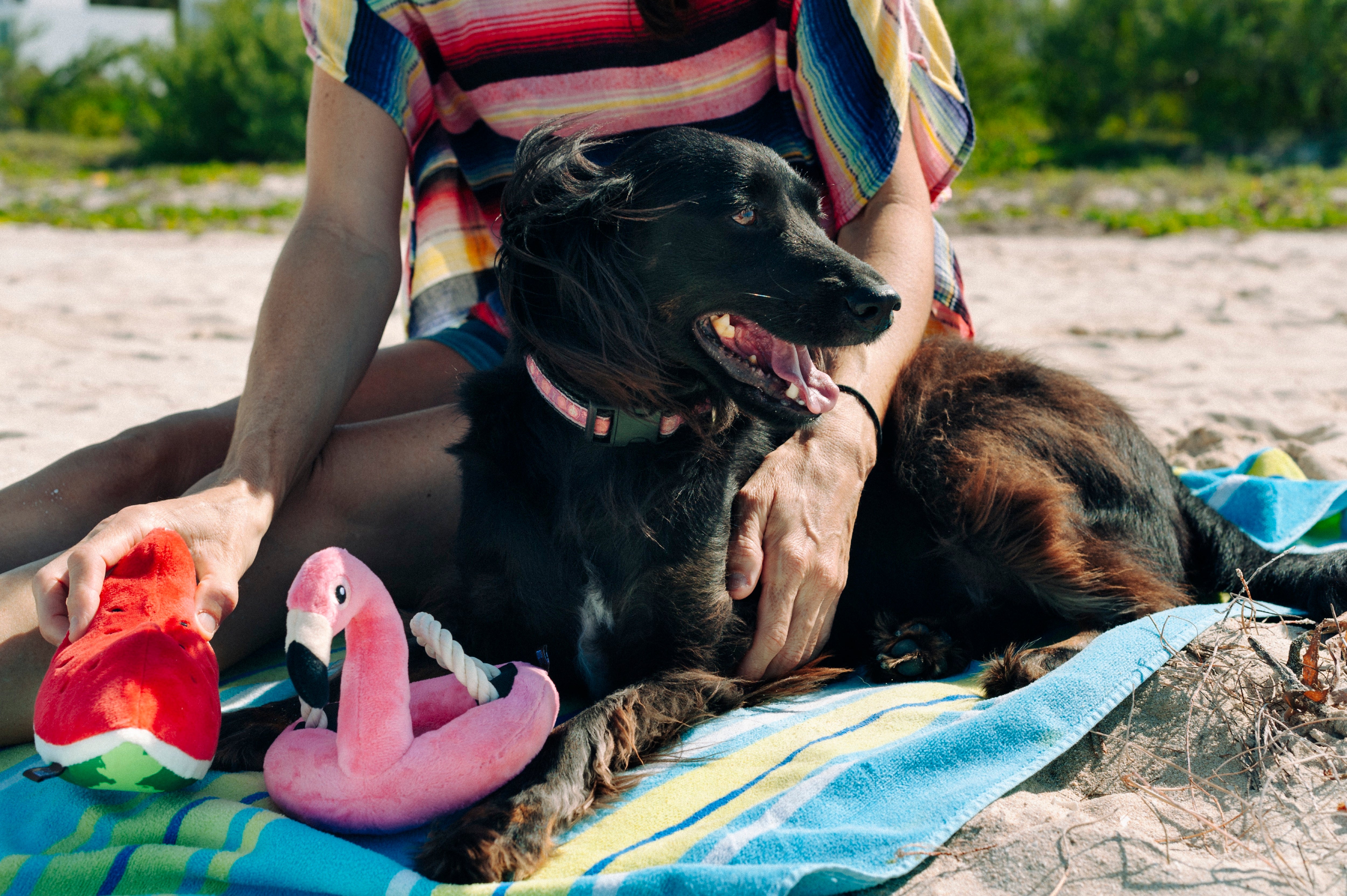 Tropical Paradise™ Watermelon Dog Plush Toy - Durable & Fun Chew Toy for Small & Large Dogs | Perfect for Playtime, Training & Cuddling | Pet P.L.A.Y.